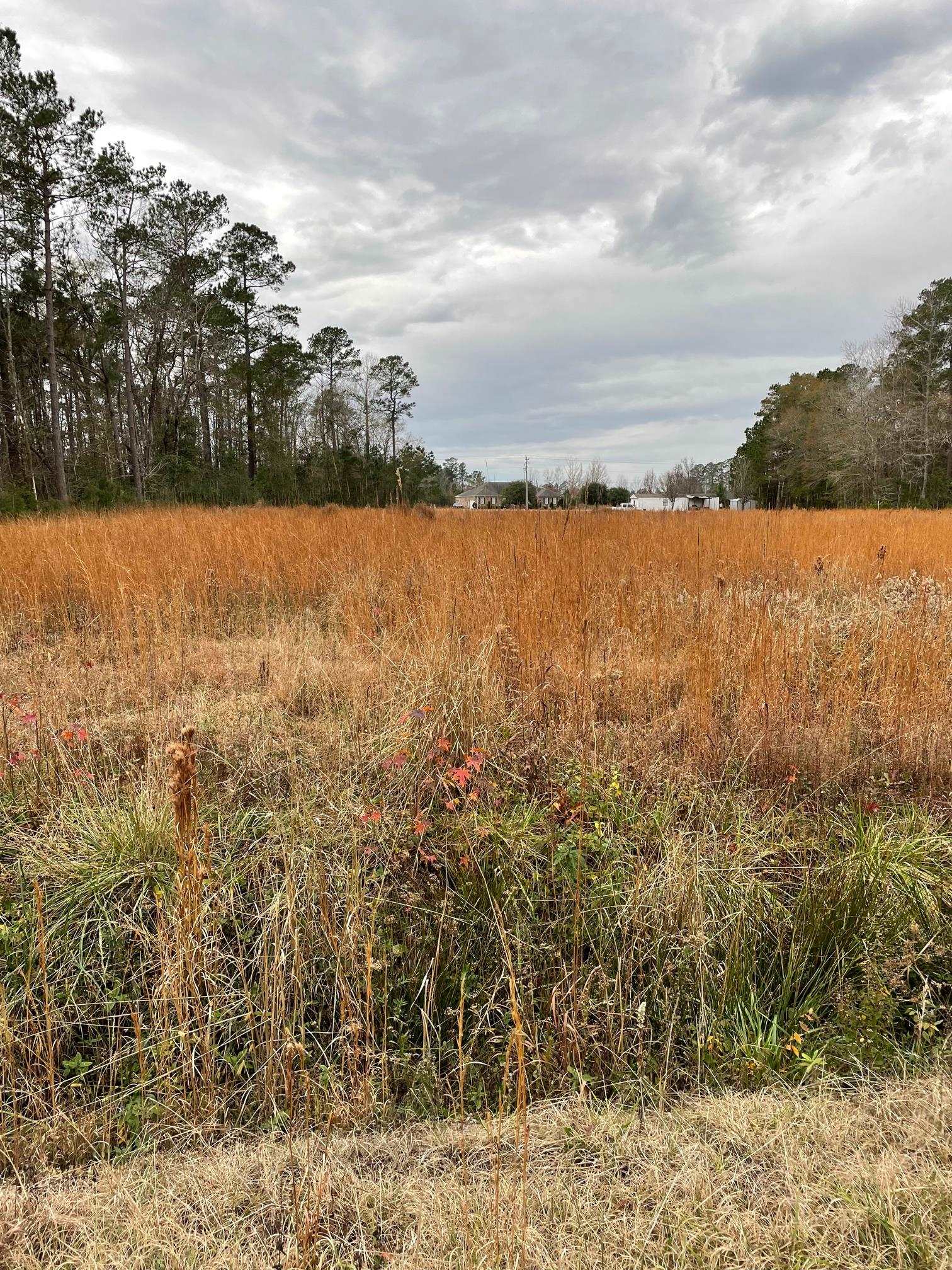 Tbd Coney Dr. Longs, SC 29568