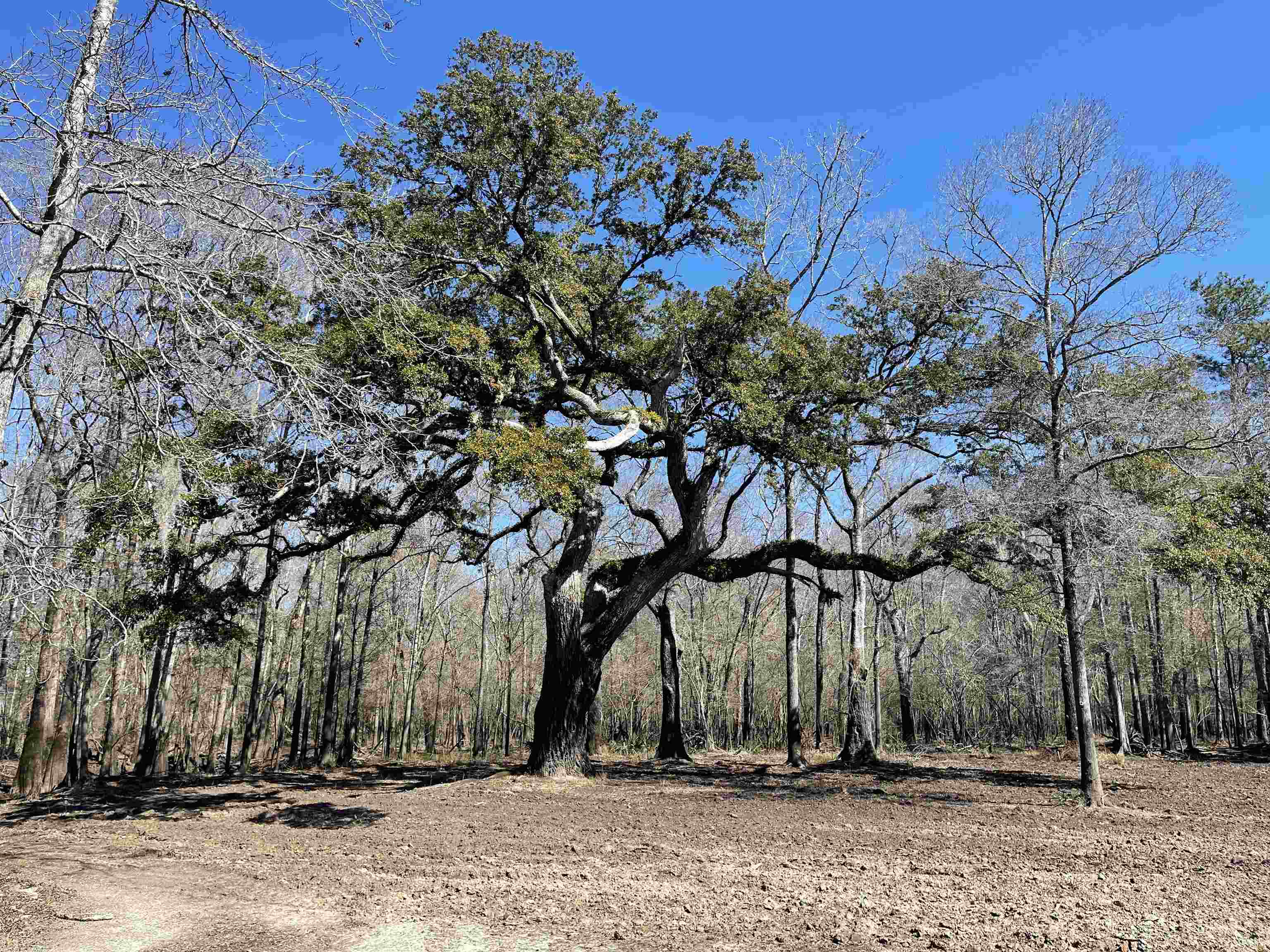 Tbd Waccamaw Ln. Longs, SC 29568