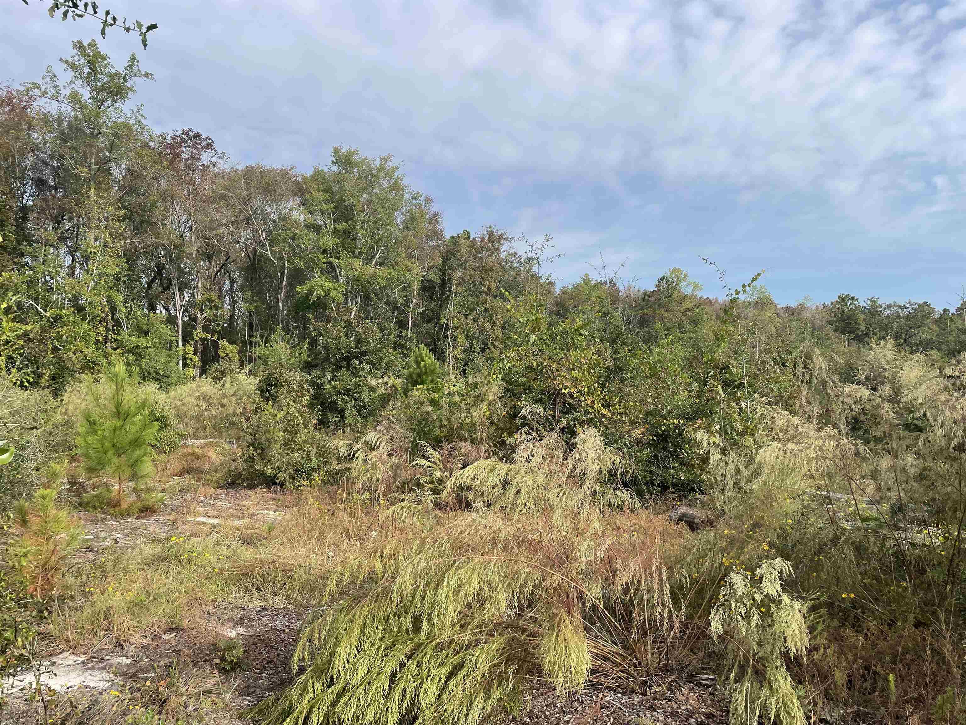 Tbd Tract Whitehall Ave. Georgetown, SC 29440
