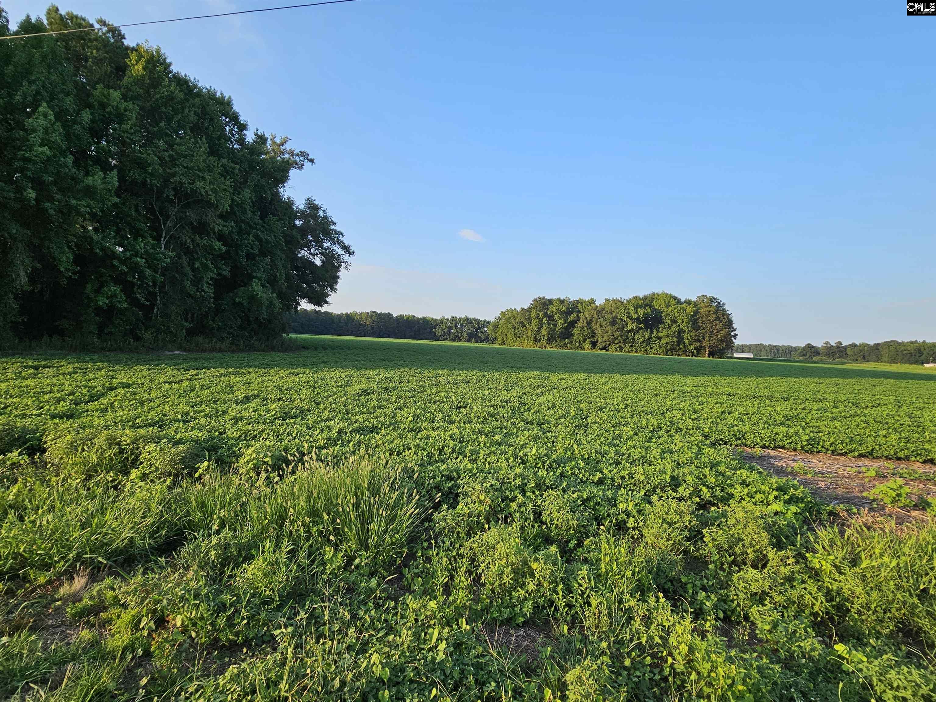 Cardinal Road, Elloree, South Carolina image 2