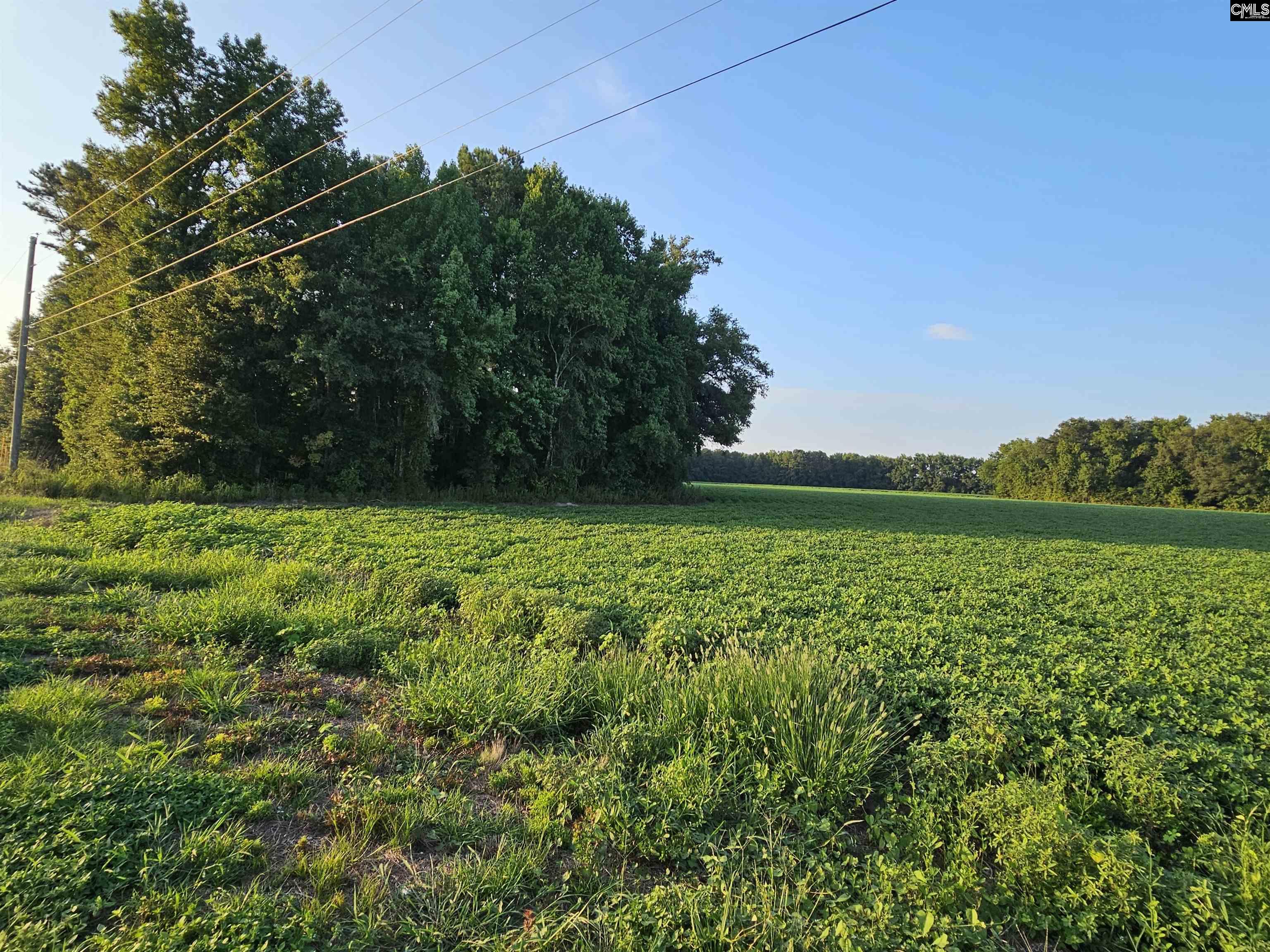 Cardinal Road, Elloree, South Carolina image 3