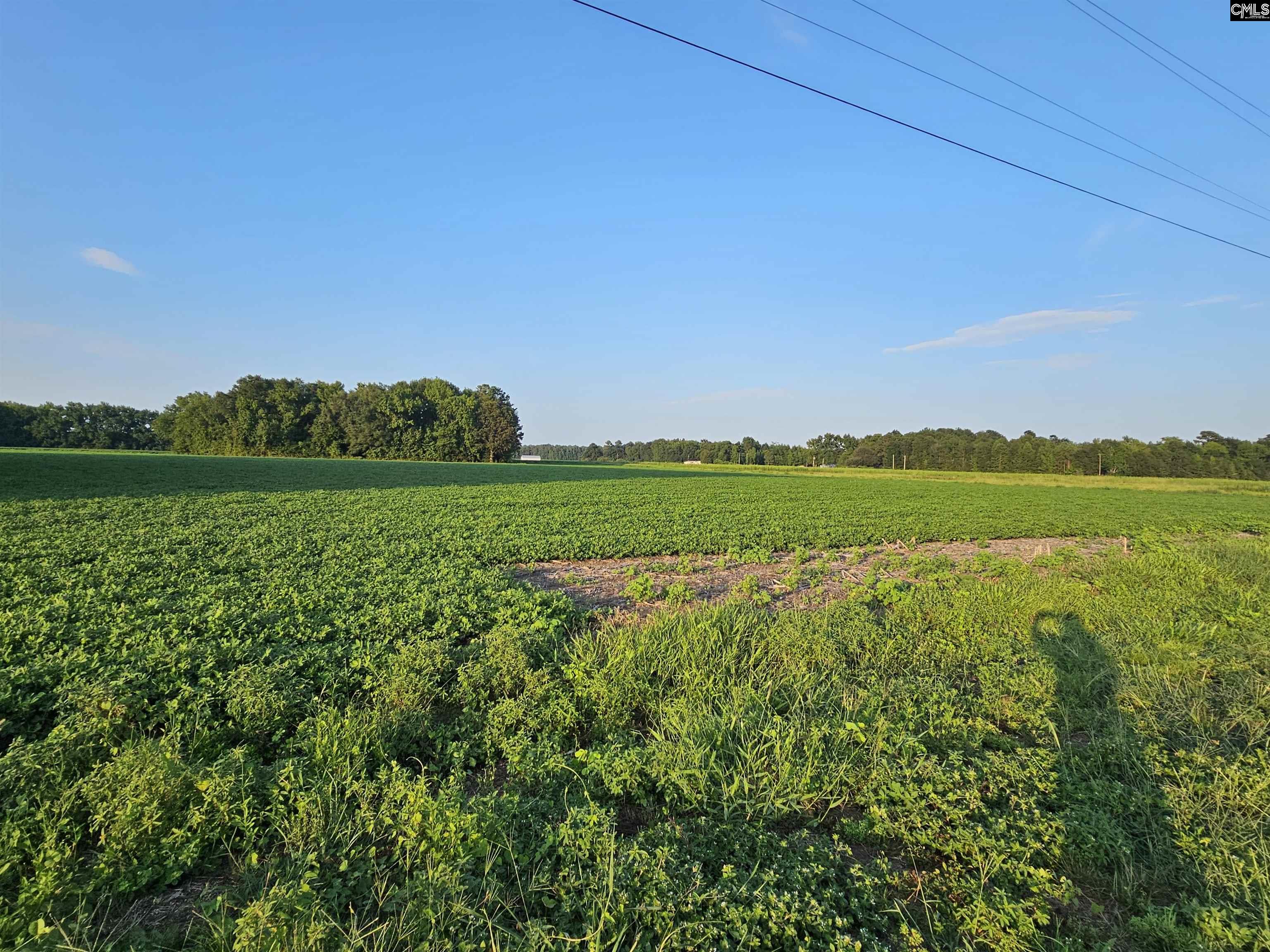 Cardinal Road, Elloree, South Carolina image 4
