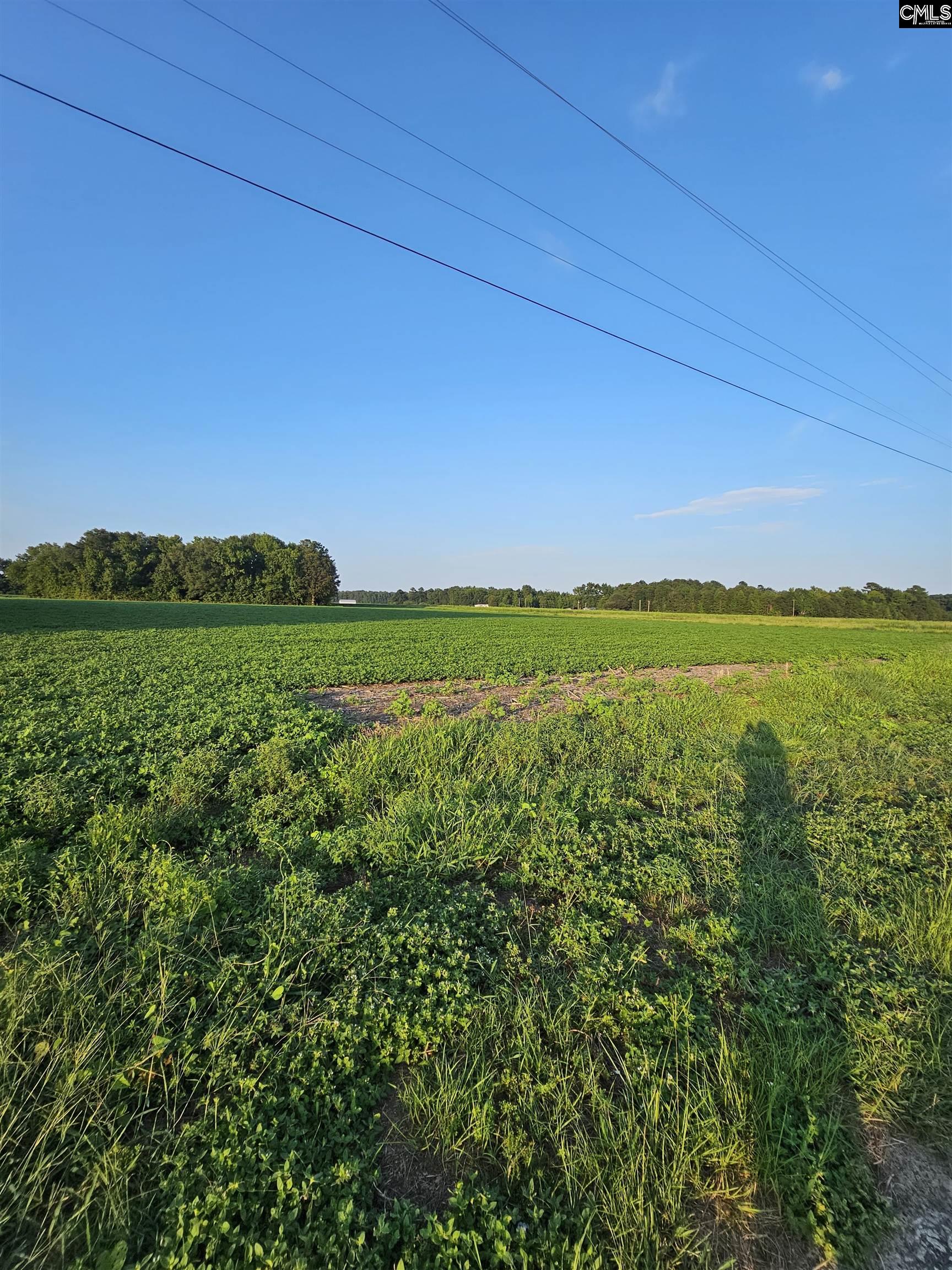 Cardinal Road, Elloree, South Carolina image 6