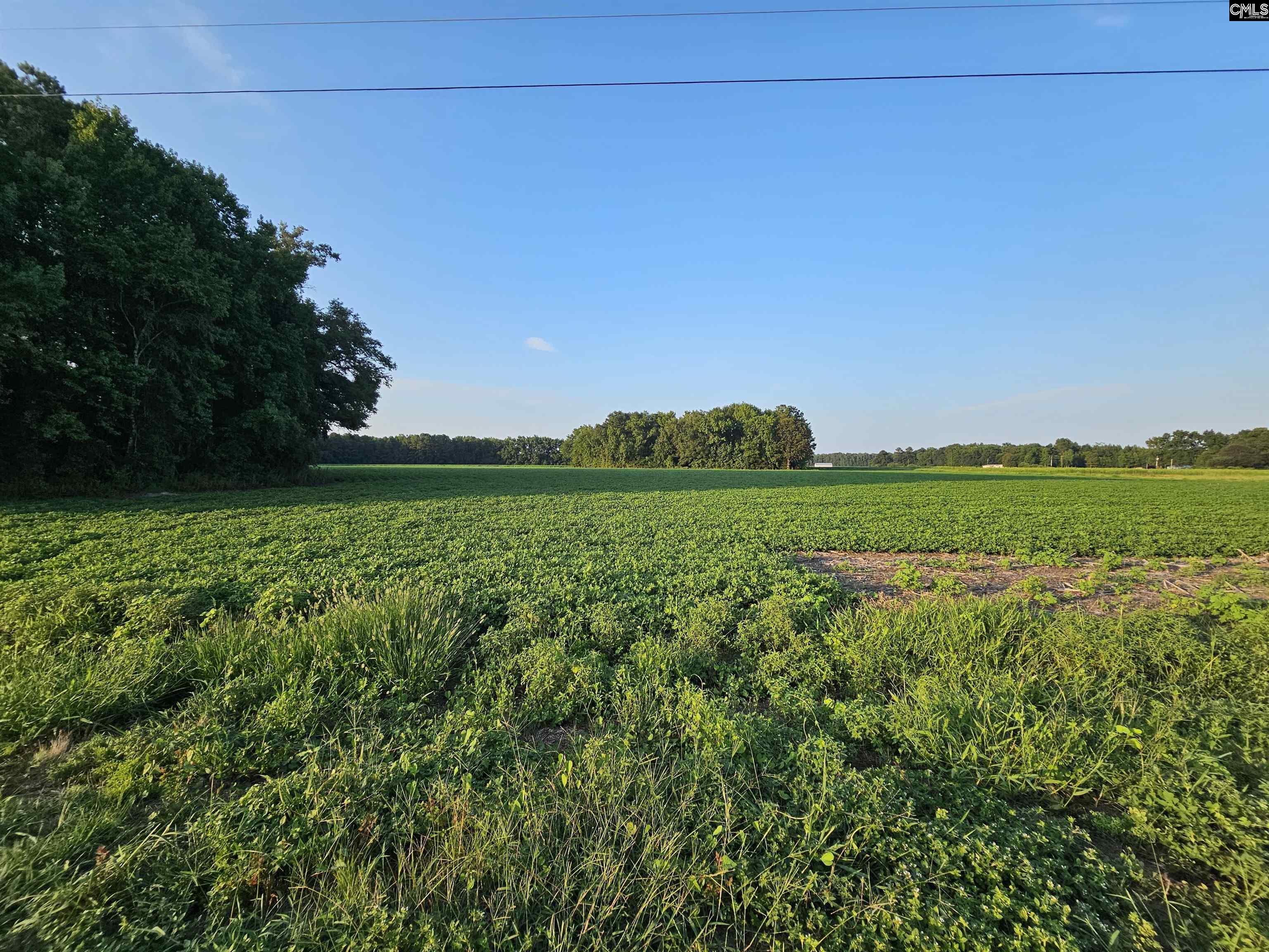 Cardinal Road, Elloree, South Carolina image 8