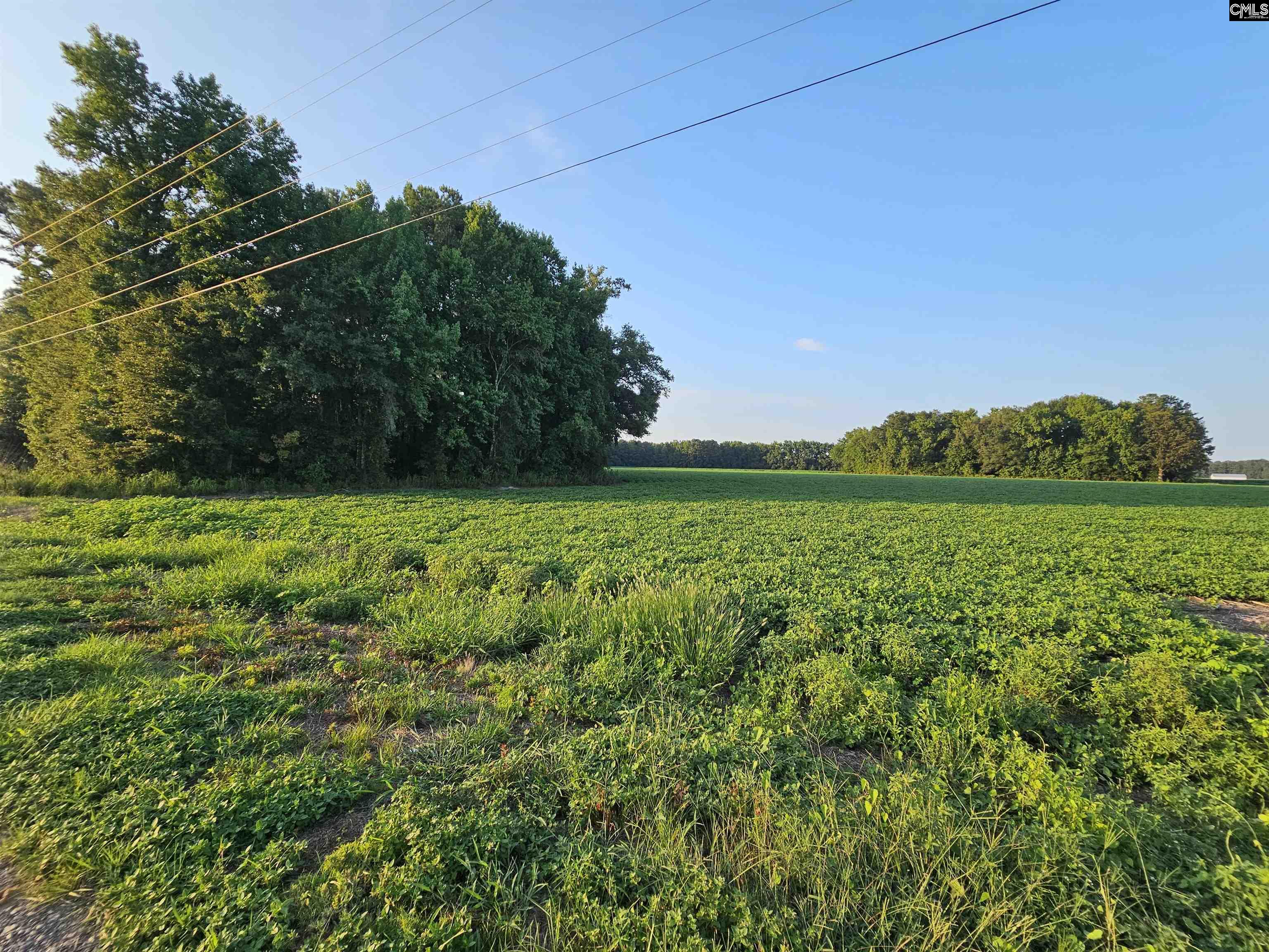 Cardinal Road, Elloree, South Carolina image 9