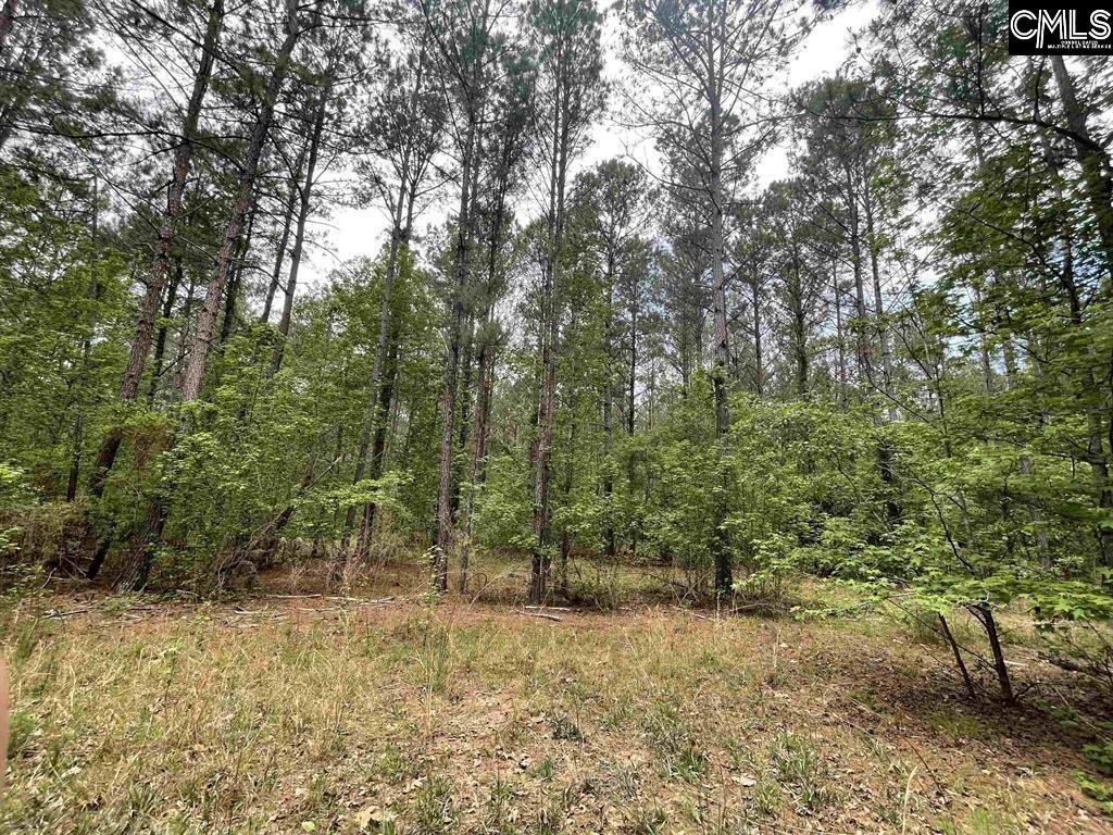 Bull Swamp Road, North, South Carolina image 14