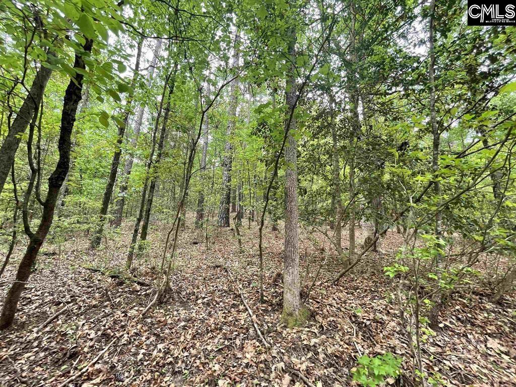 Bull Swamp Road, North, South Carolina image 19