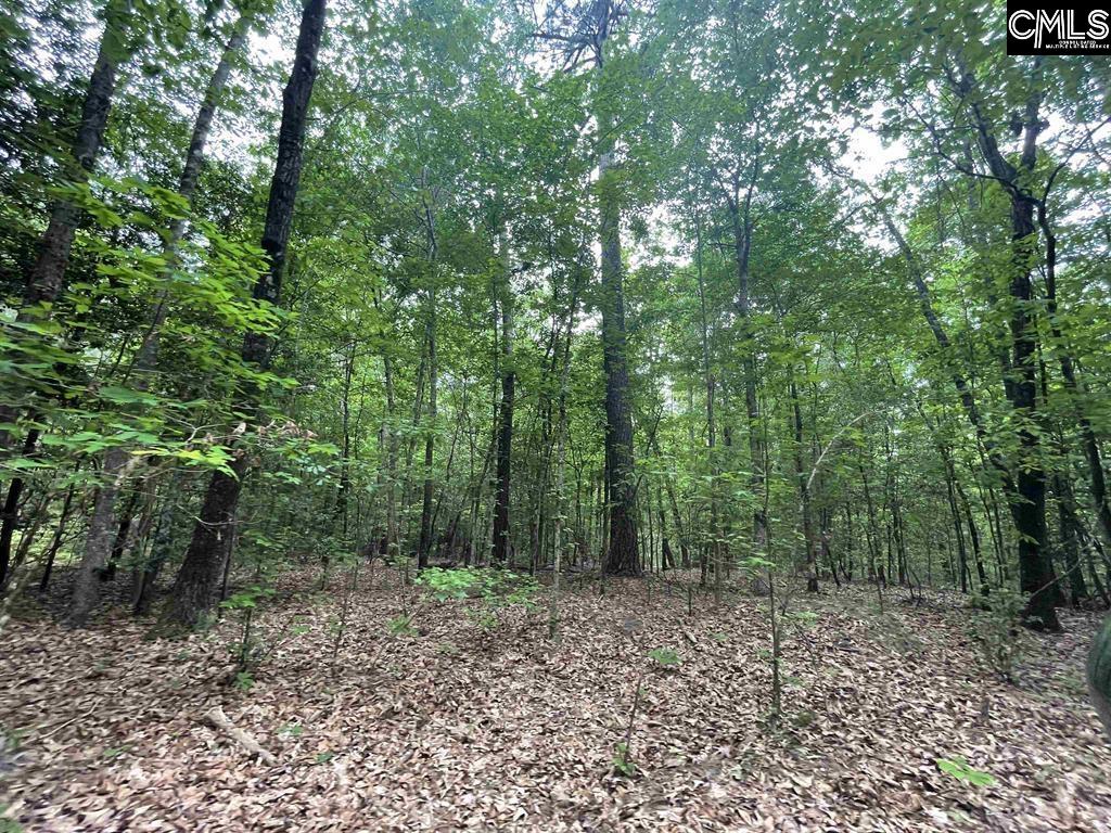 Bull Swamp Road, North, South Carolina image 20