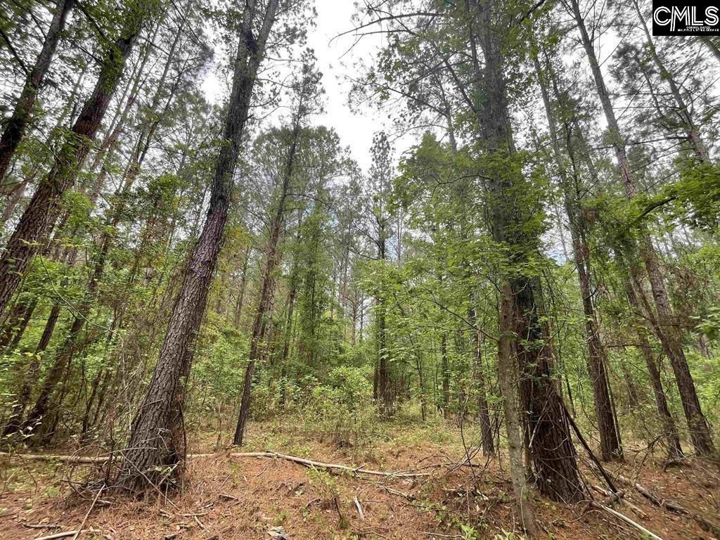 Bull Swamp Road, North, South Carolina image 3