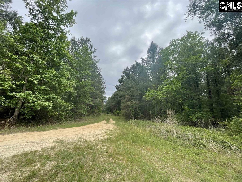 Bull Swamp Road, North, South Carolina image 21