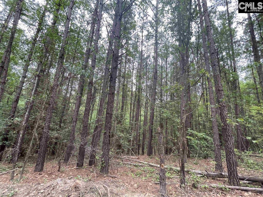 Bull Swamp Road, North, South Carolina image 22