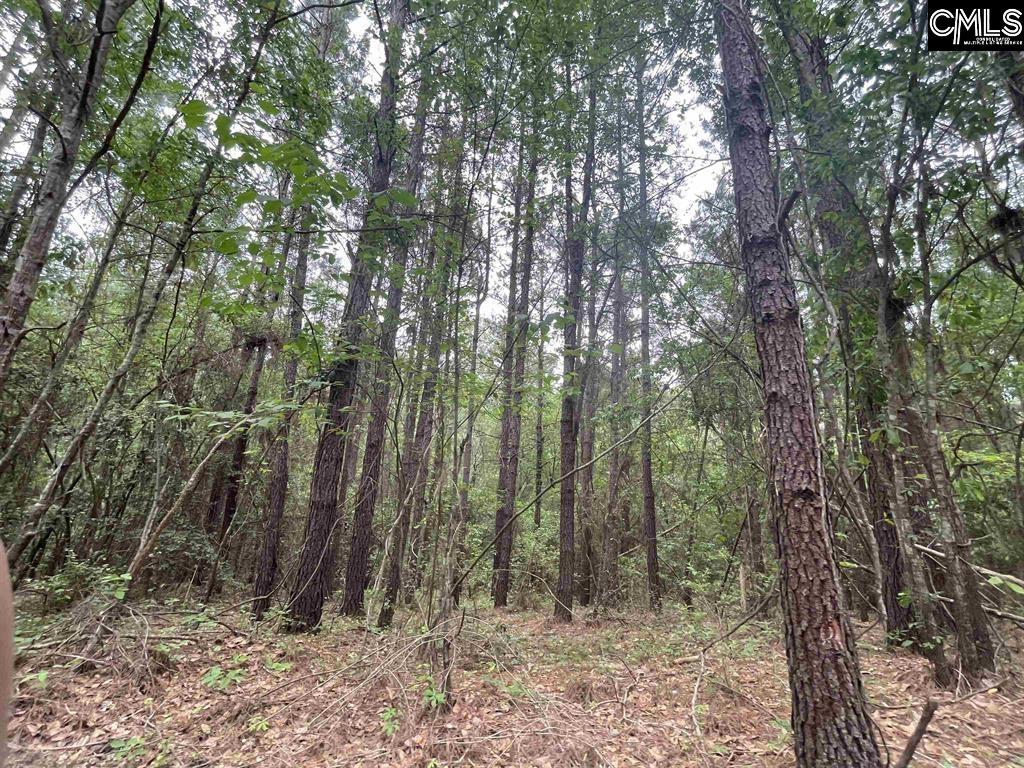 Bull Swamp Road, North, South Carolina image 23