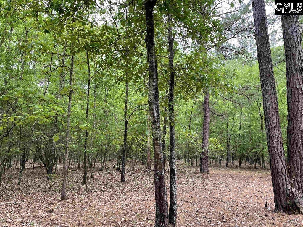 Bull Swamp Road, North, South Carolina image 25