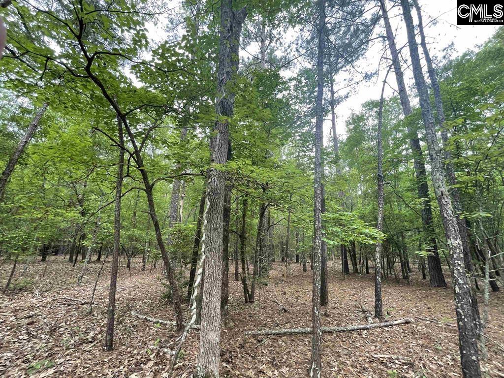 Bull Swamp Road, North, South Carolina image 26