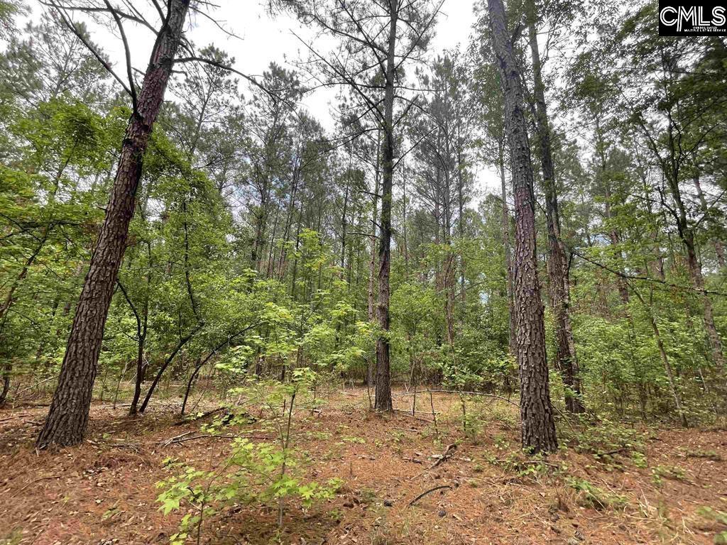 Bull Swamp Road, North, South Carolina image 4
