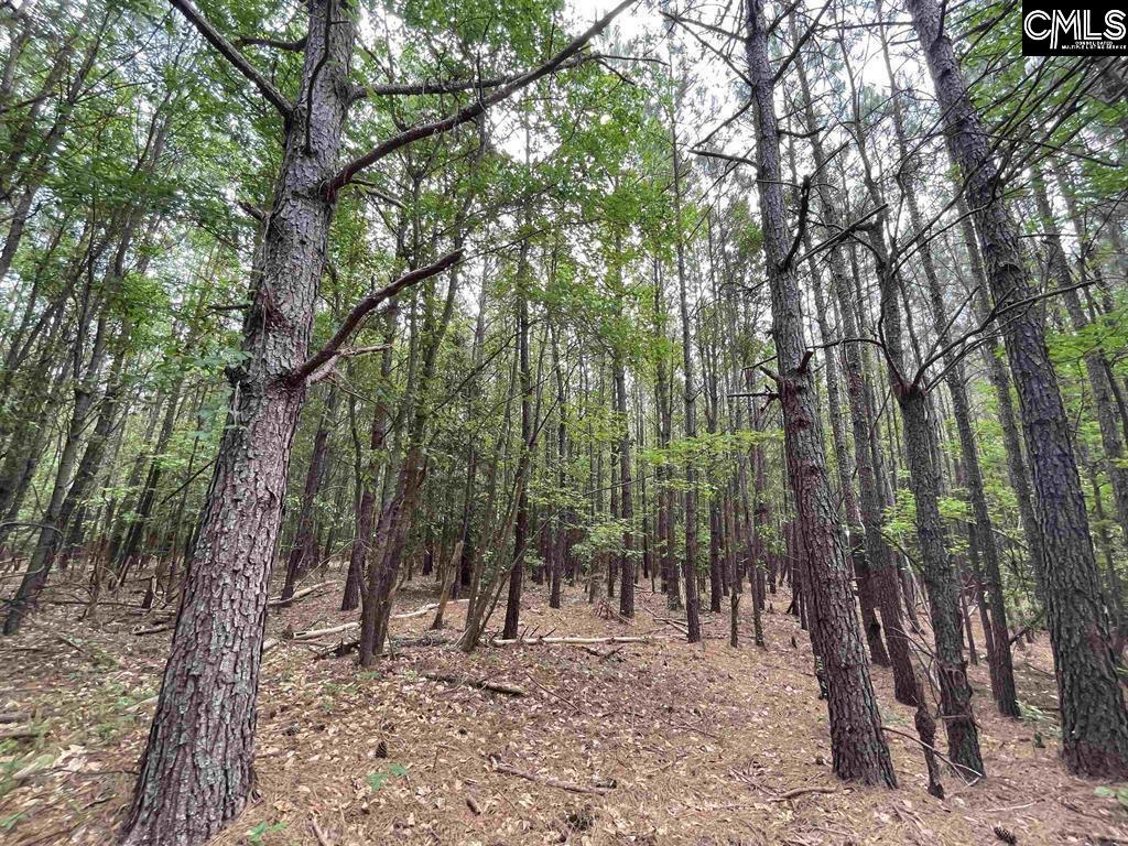Bull Swamp Road, North, South Carolina image 32