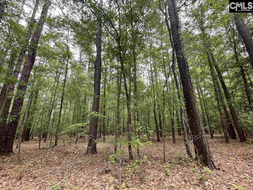 Bull Swamp Road, North, South Carolina image 5