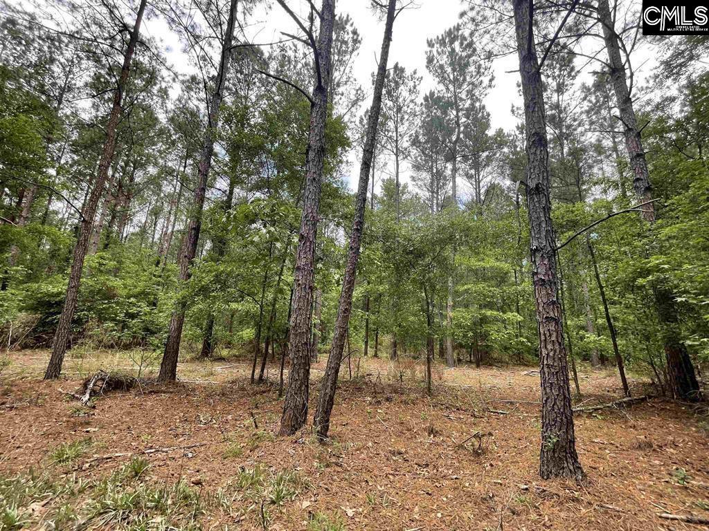 Bull Swamp Road, North, South Carolina image 6