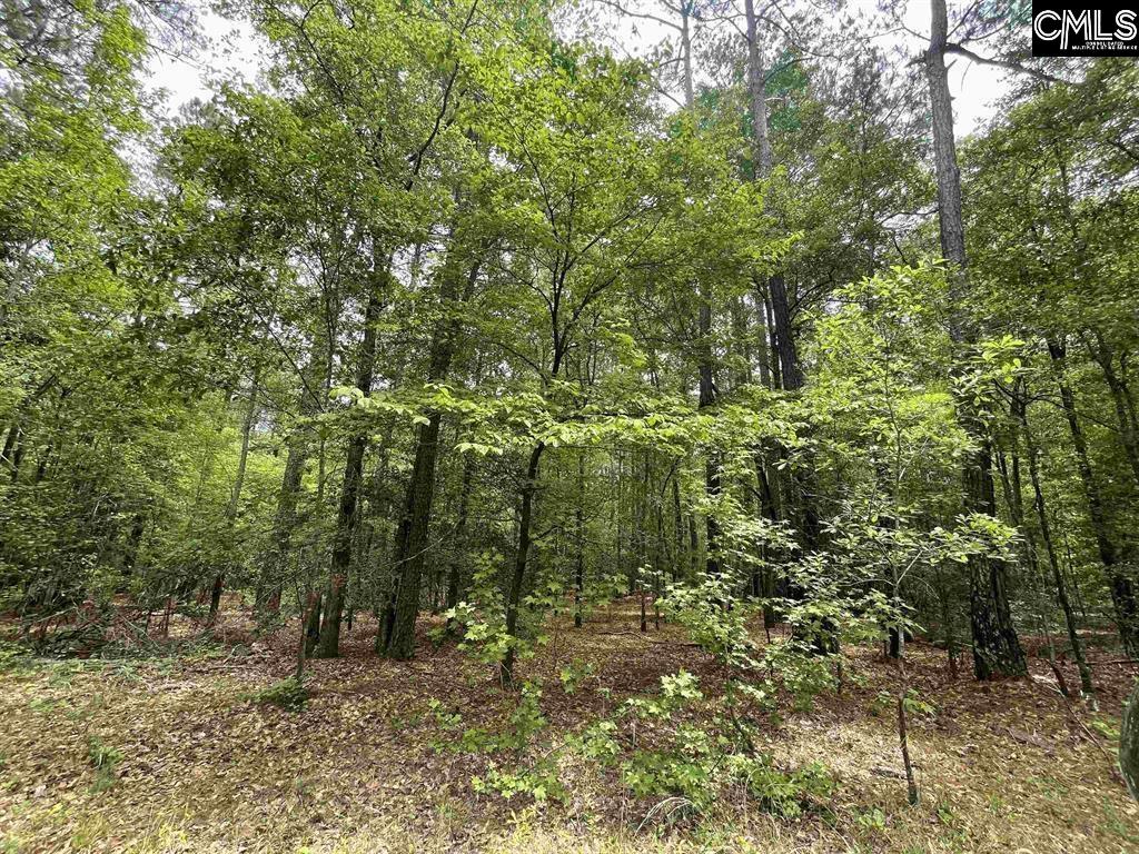 Bull Swamp Road, North, South Carolina image 8
