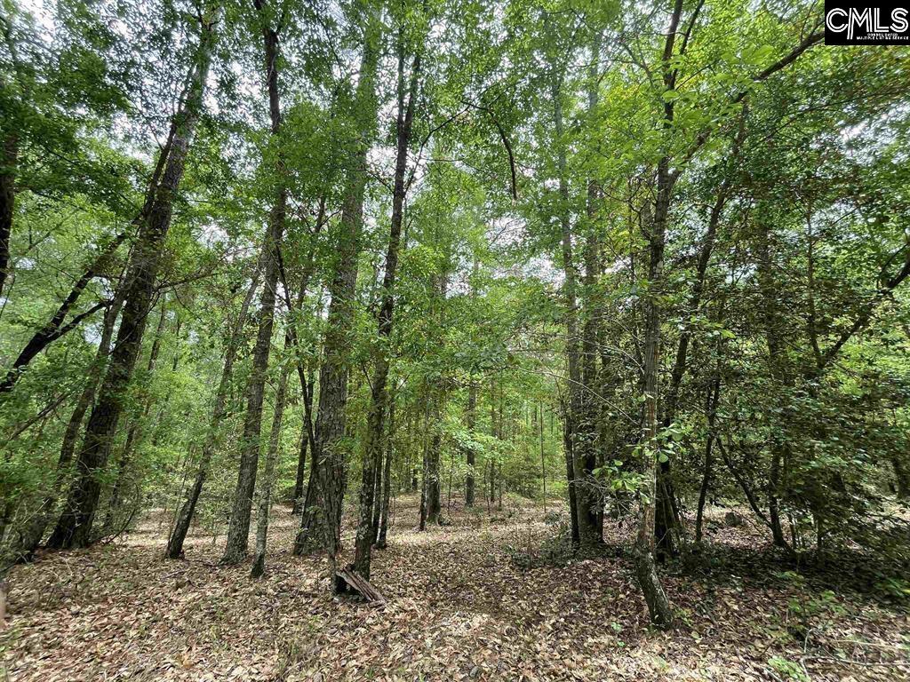 Bull Swamp Road, North, South Carolina image 9