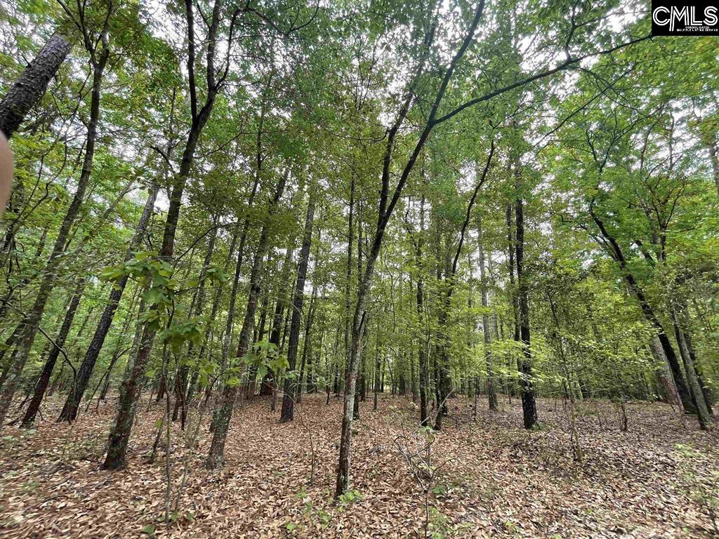 Bull Swamp Road, North, South Carolina image 10