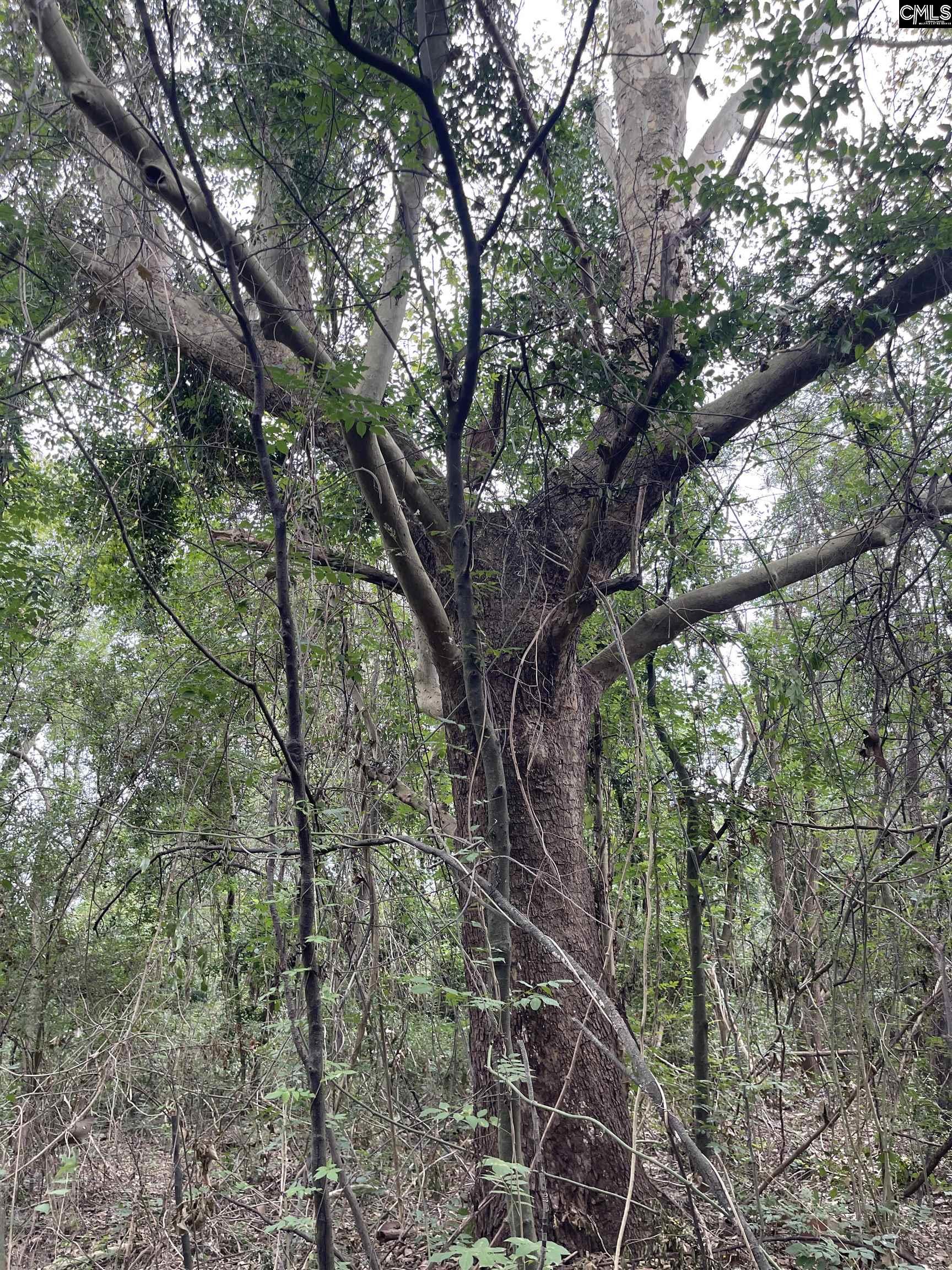 00 Honeysuckle Trail, Salley, South Carolina image 8