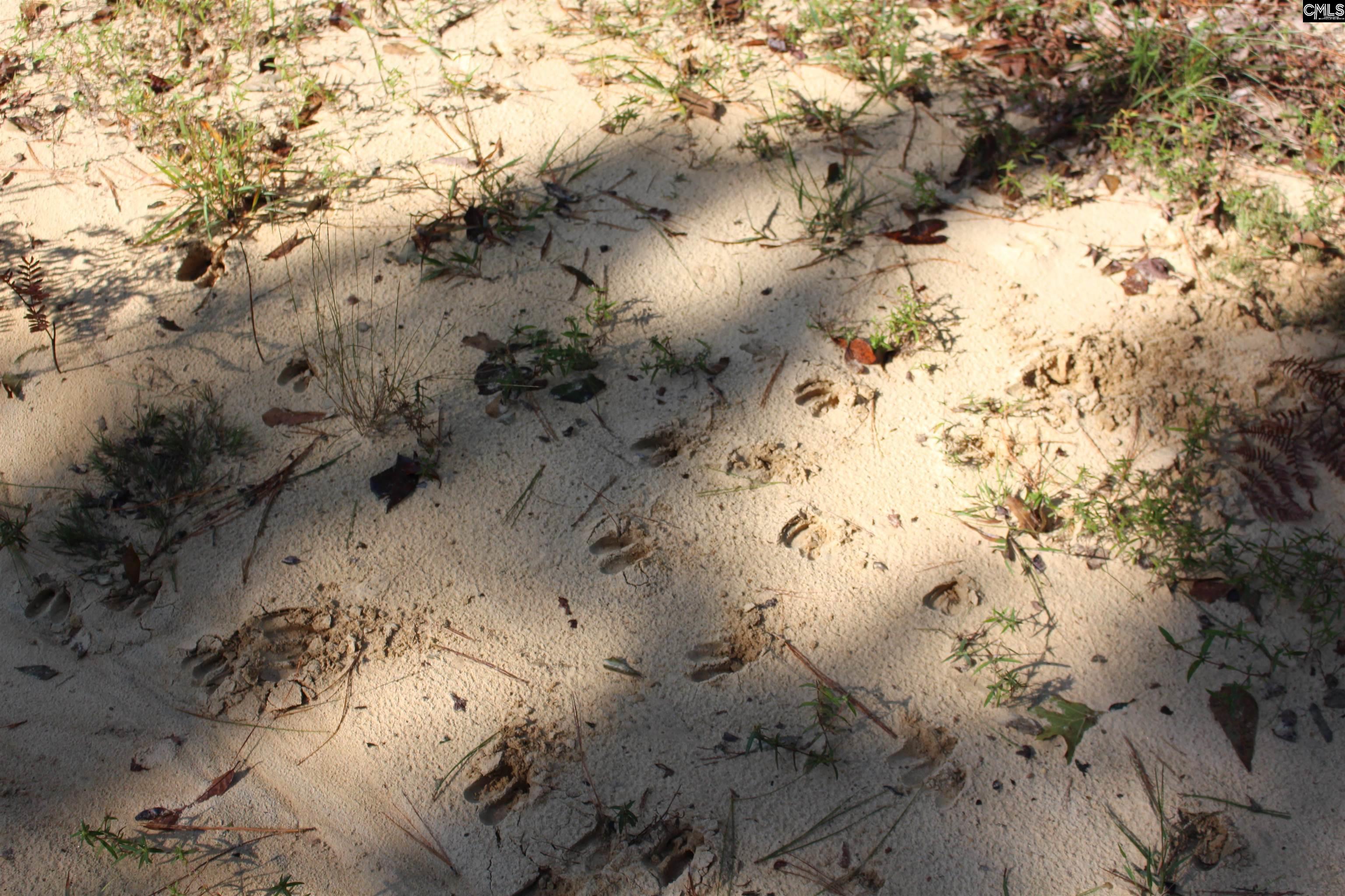 Grady Pond Rd, Wagener, South Carolina image 7
