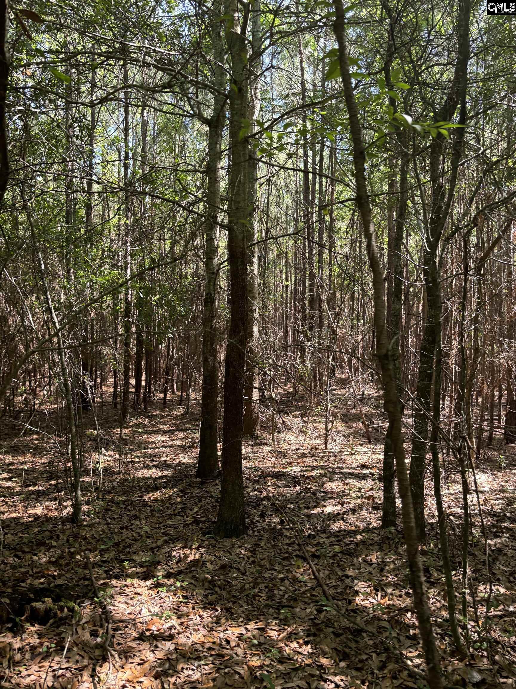 Black River Road, Rembert, South Carolina image 5