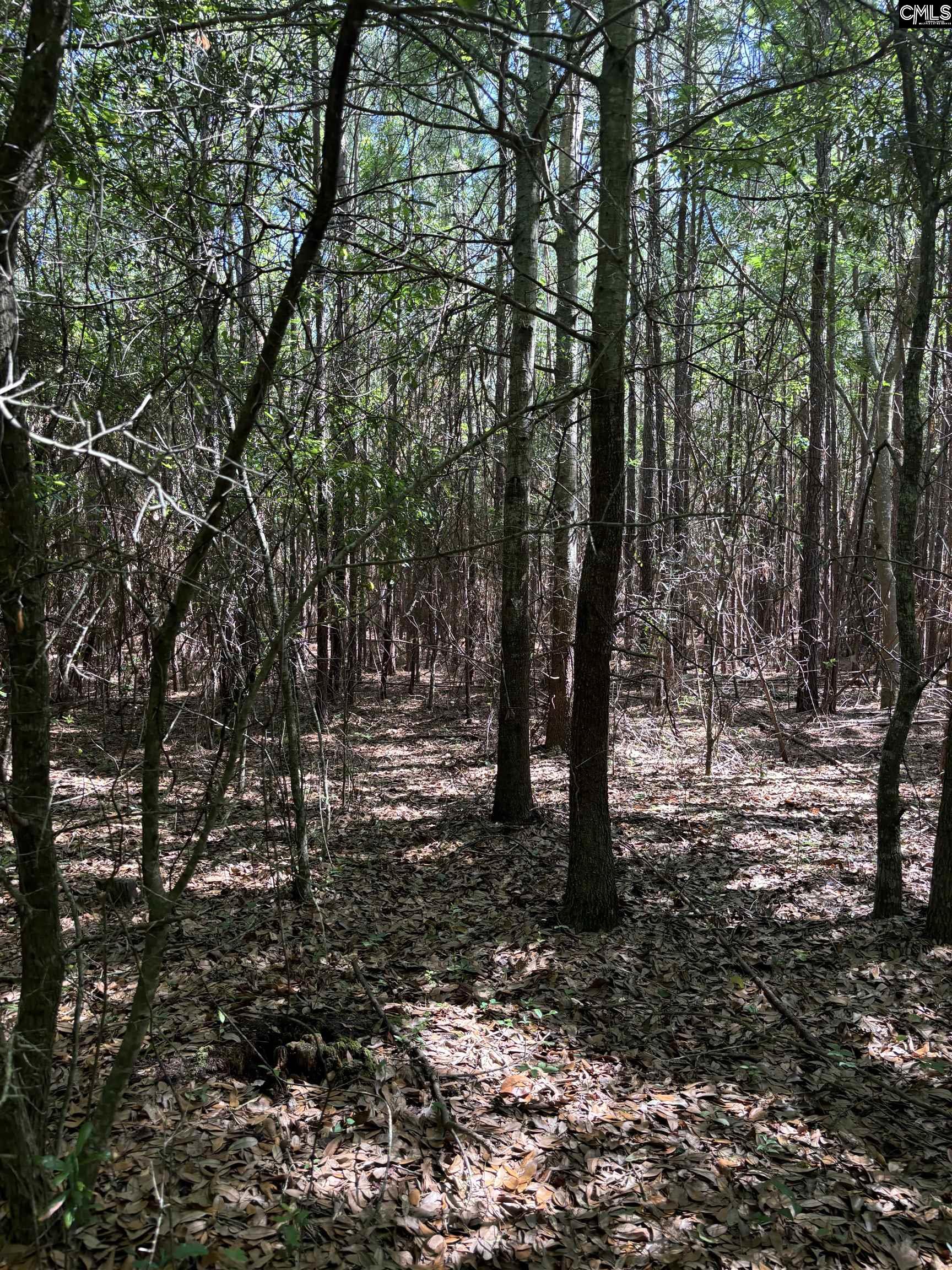 Black River Road, Rembert, South Carolina image 6