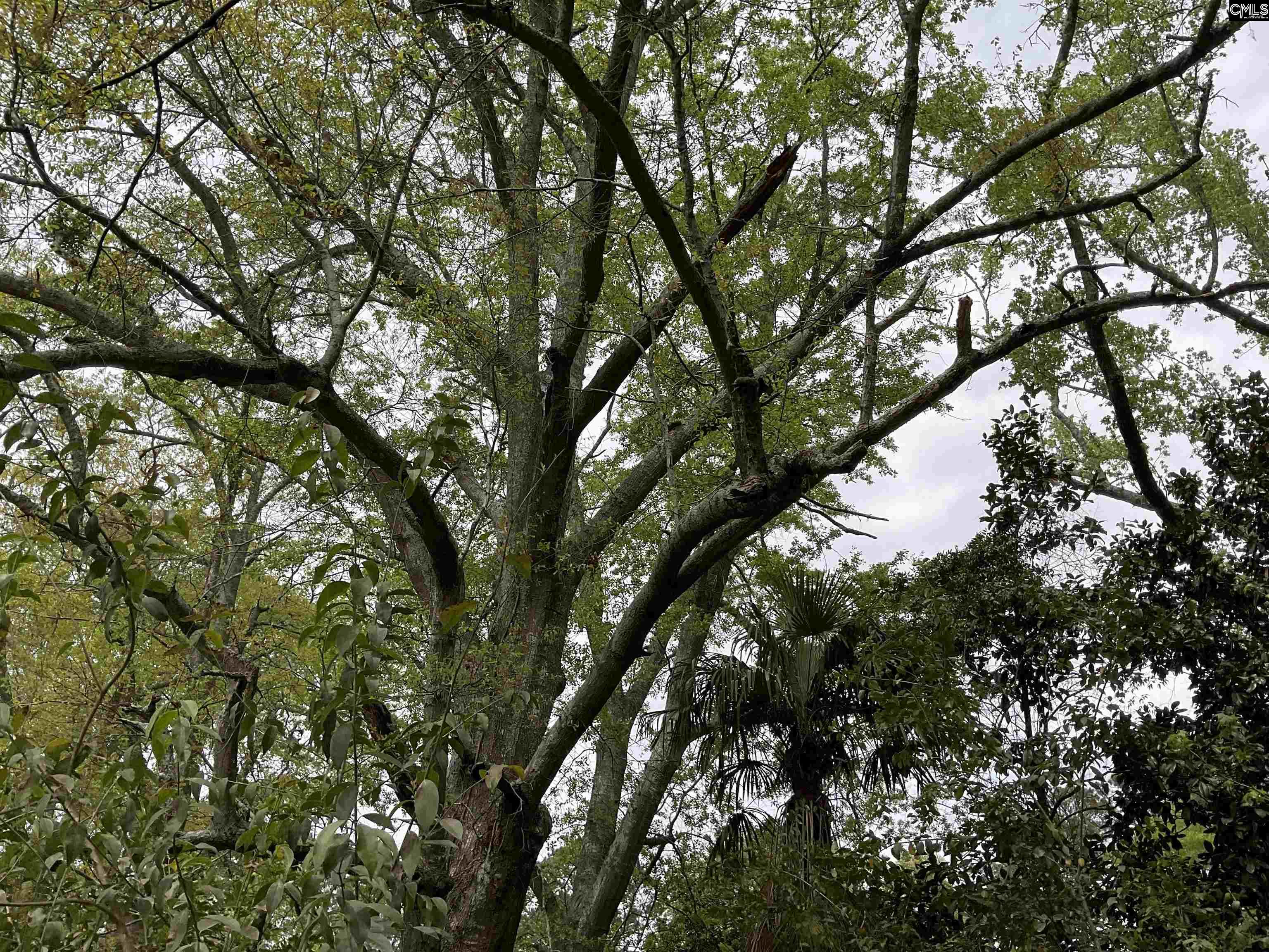 Voorhees Road, Denmark, South Carolina image 4