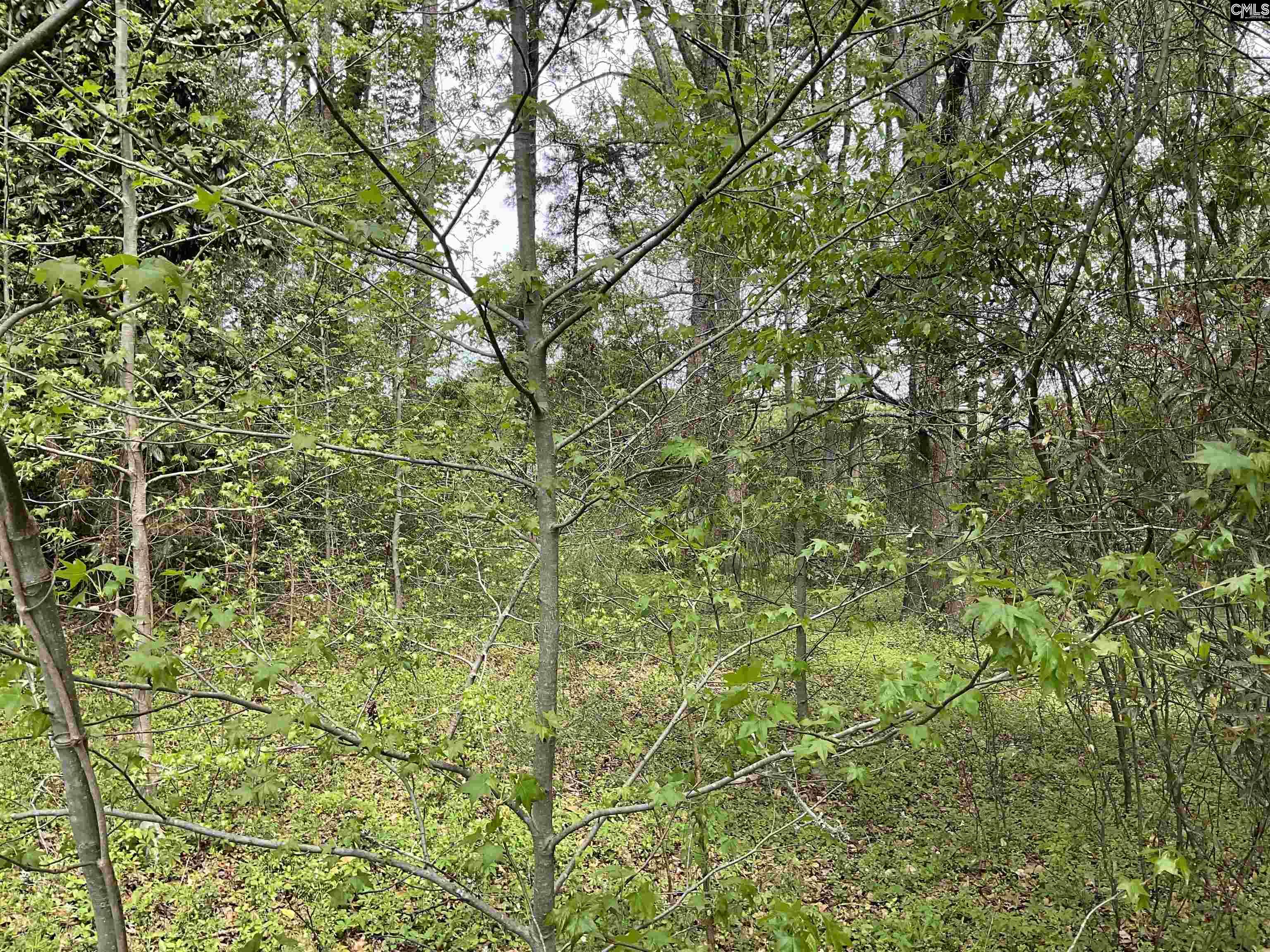 Voorhees Road, Denmark, South Carolina image 5