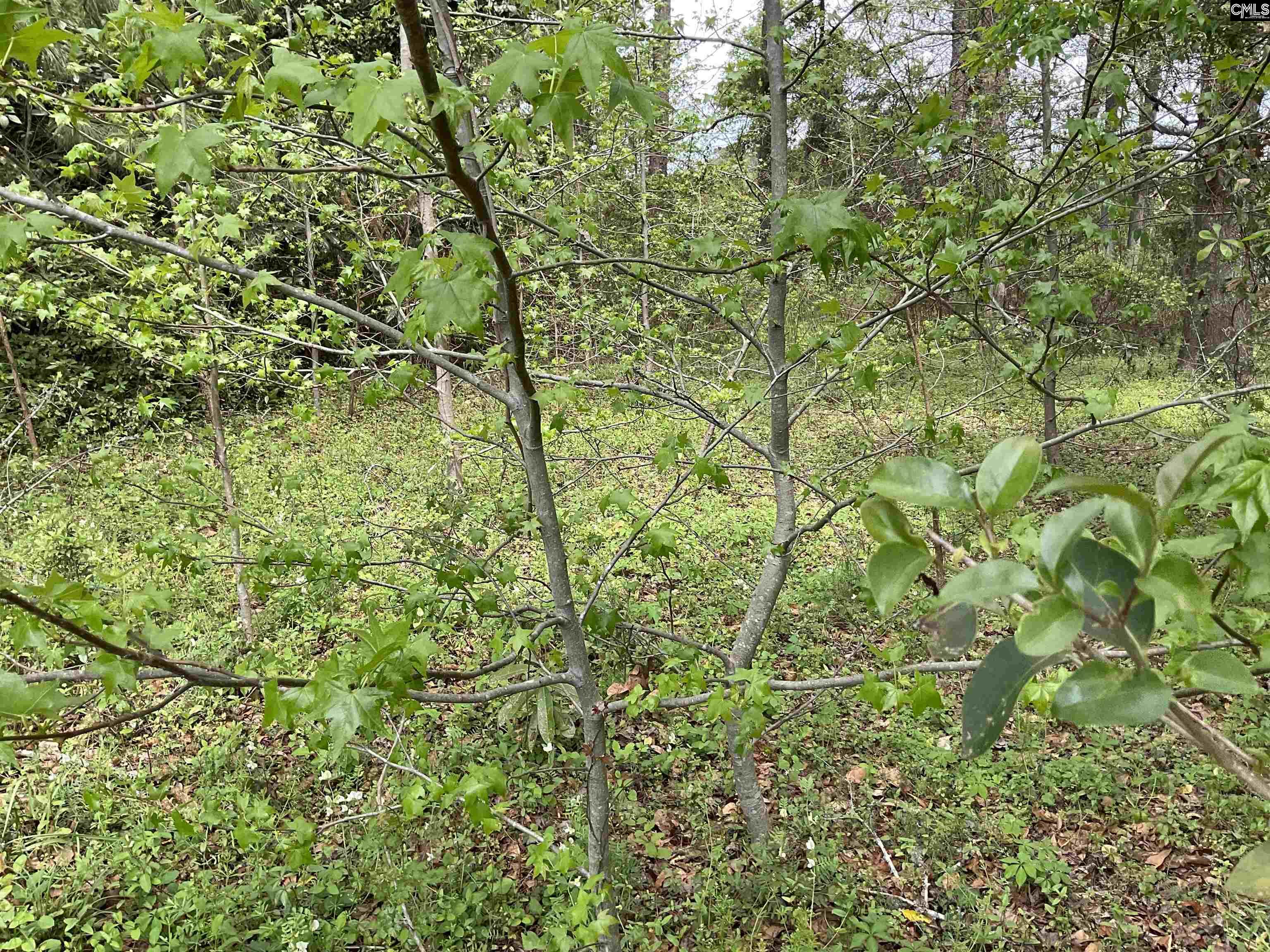 Voorhees Road, Denmark, South Carolina image 8