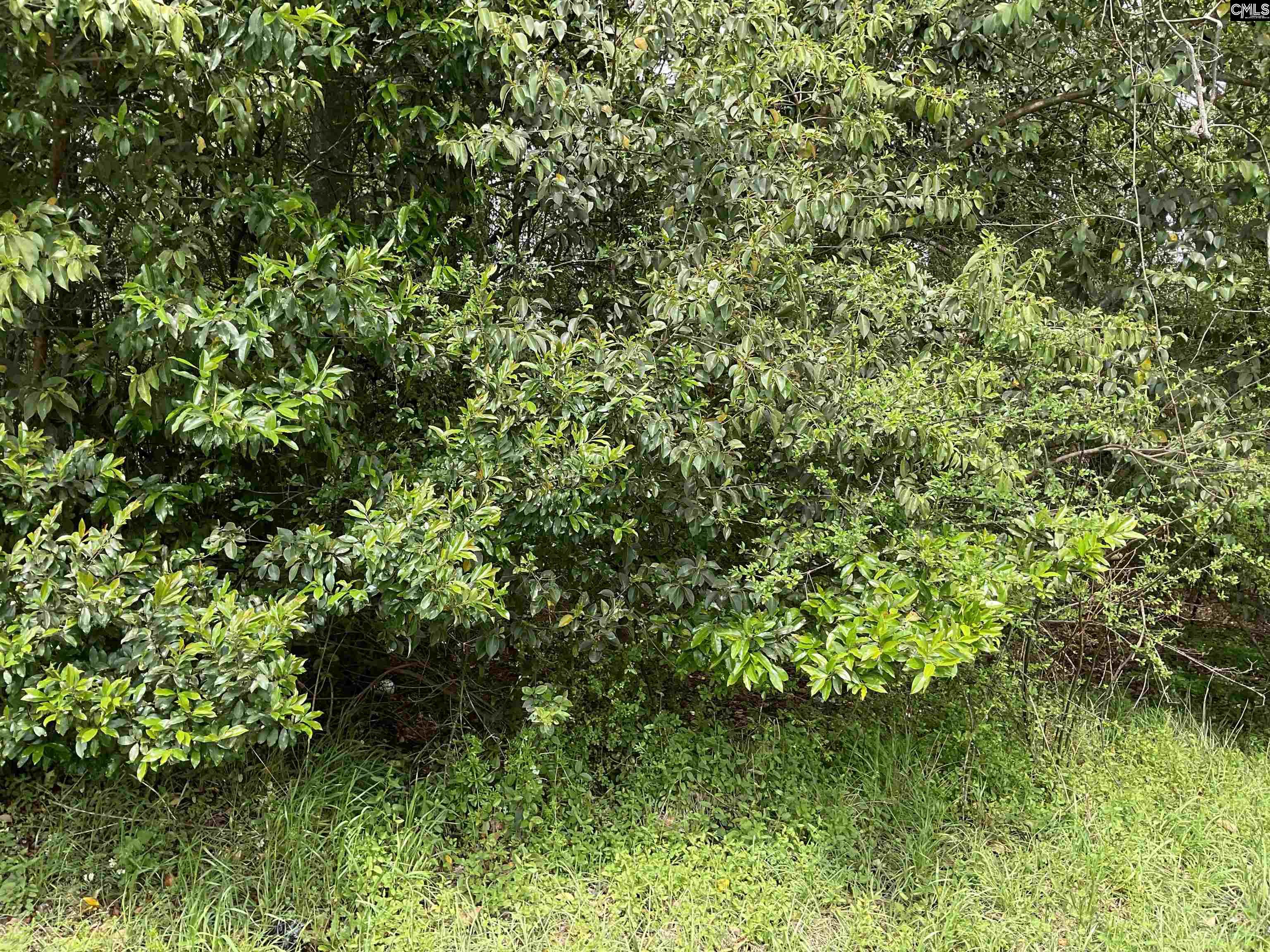 Voorhees Road, Denmark, South Carolina image 10