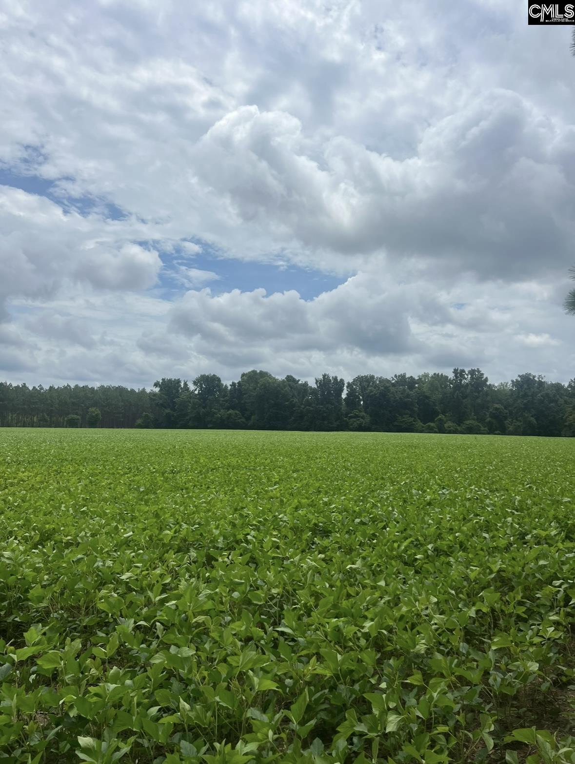 Puddin Swamp Road, Turbeville, South Carolina image 1