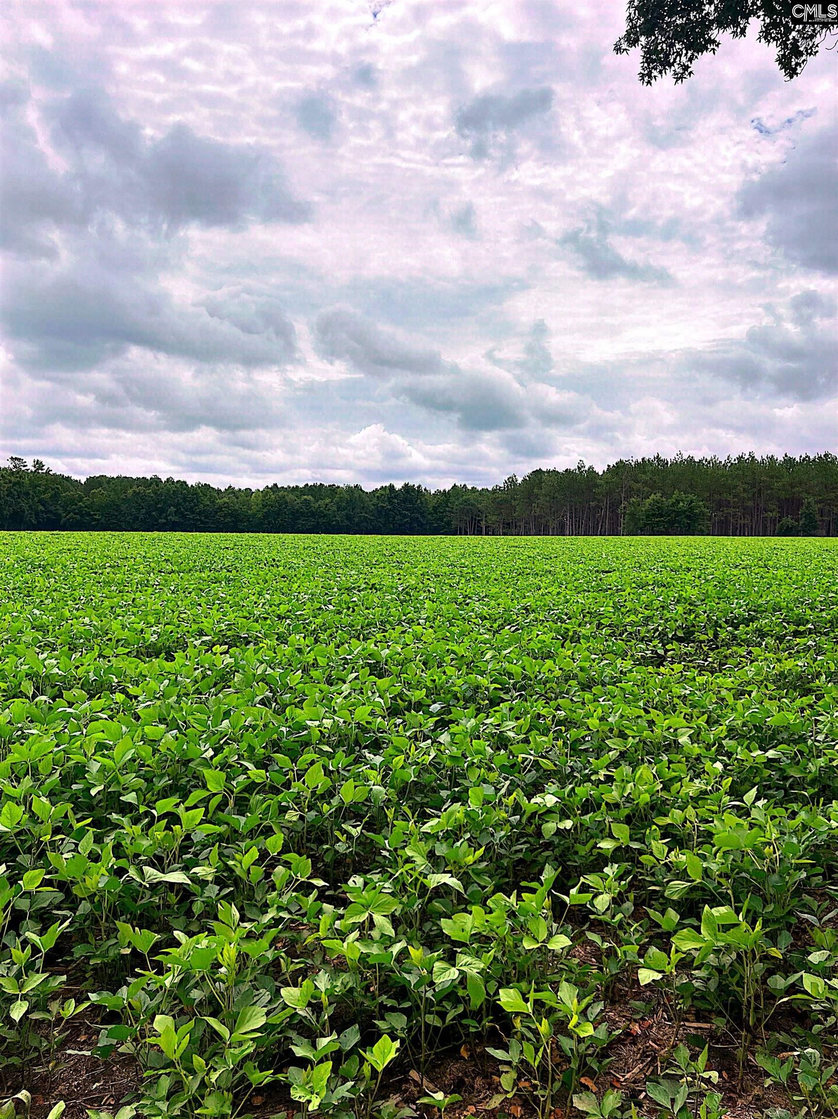 Puddin Swamp Road, Turbeville, South Carolina image 2