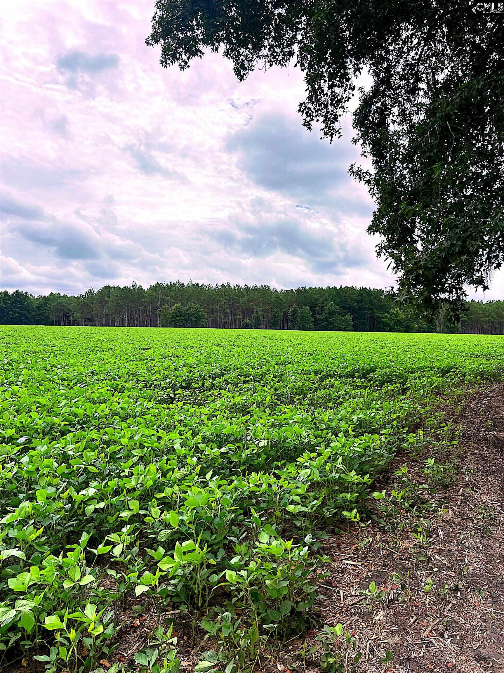 Puddin Swamp Road, Turbeville, South Carolina image 11