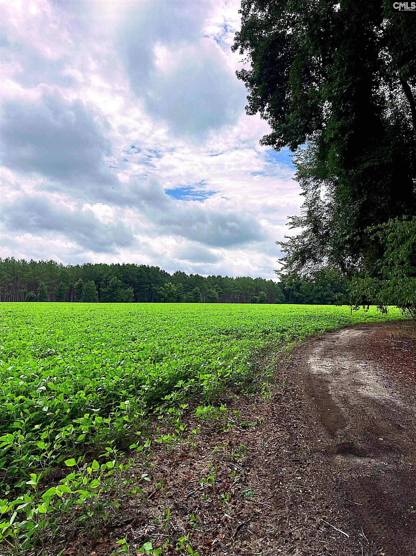 Puddin Swamp Road, Turbeville, South Carolina image 12