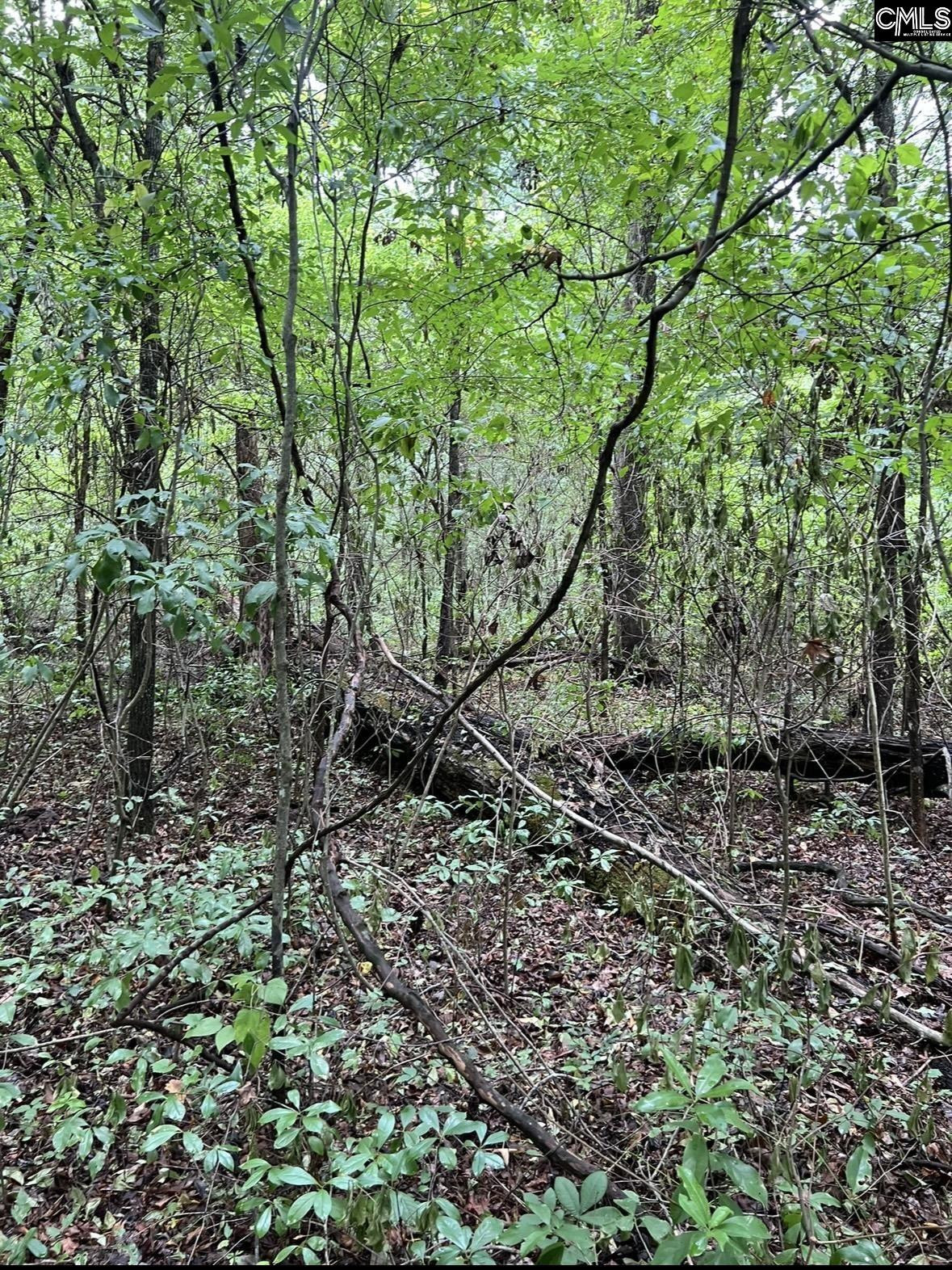 Puddin Swamp Road, Turbeville, South Carolina image 13