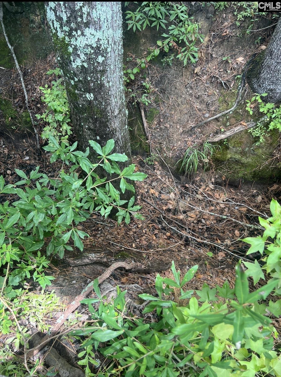 Puddin Swamp Road, Turbeville, South Carolina image 14