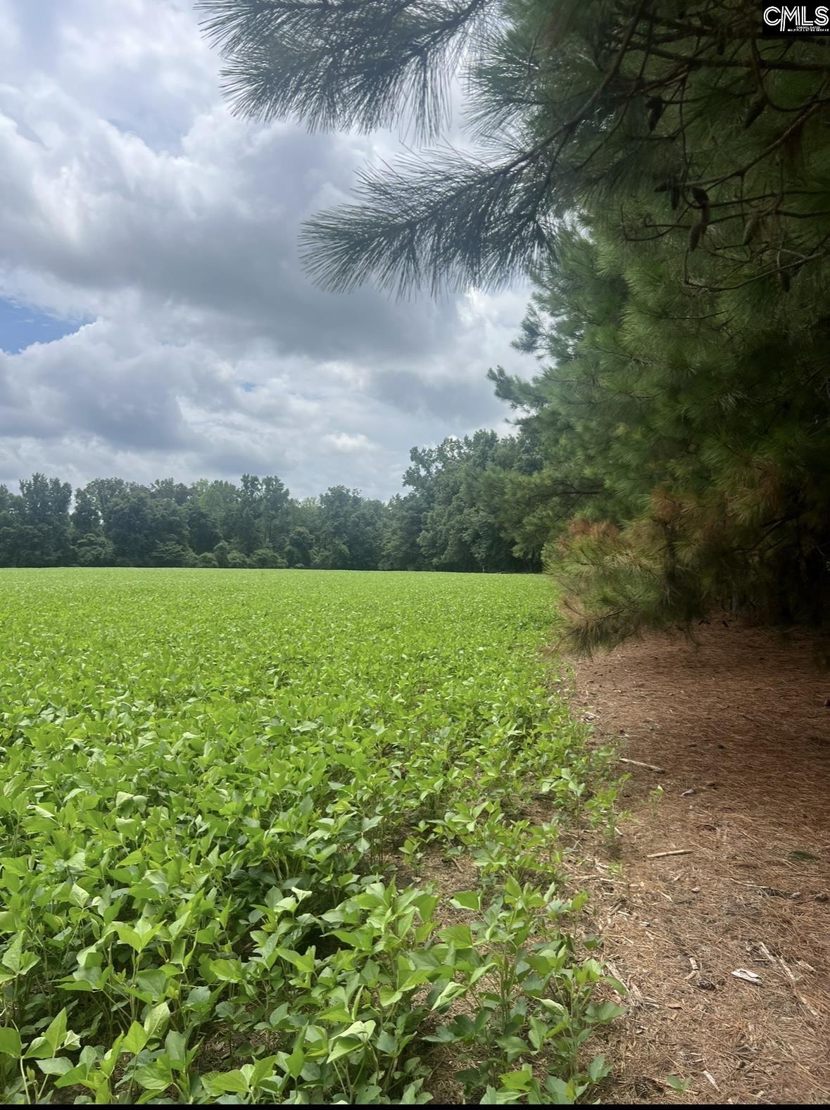 Puddin Swamp Road, Turbeville, South Carolina image 15