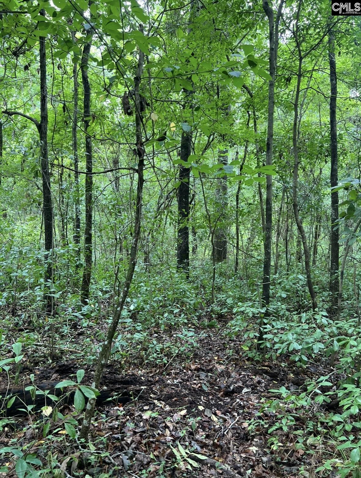 Puddin Swamp Road, Turbeville, South Carolina image 3