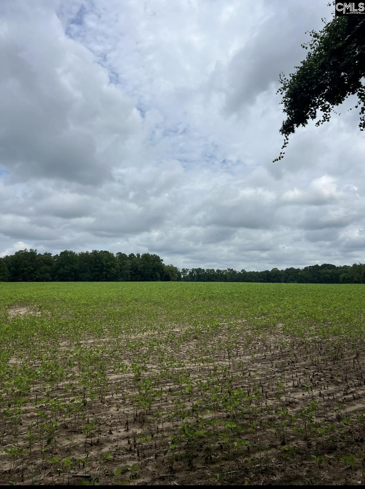 Puddin Swamp Road, Turbeville, South Carolina image 4