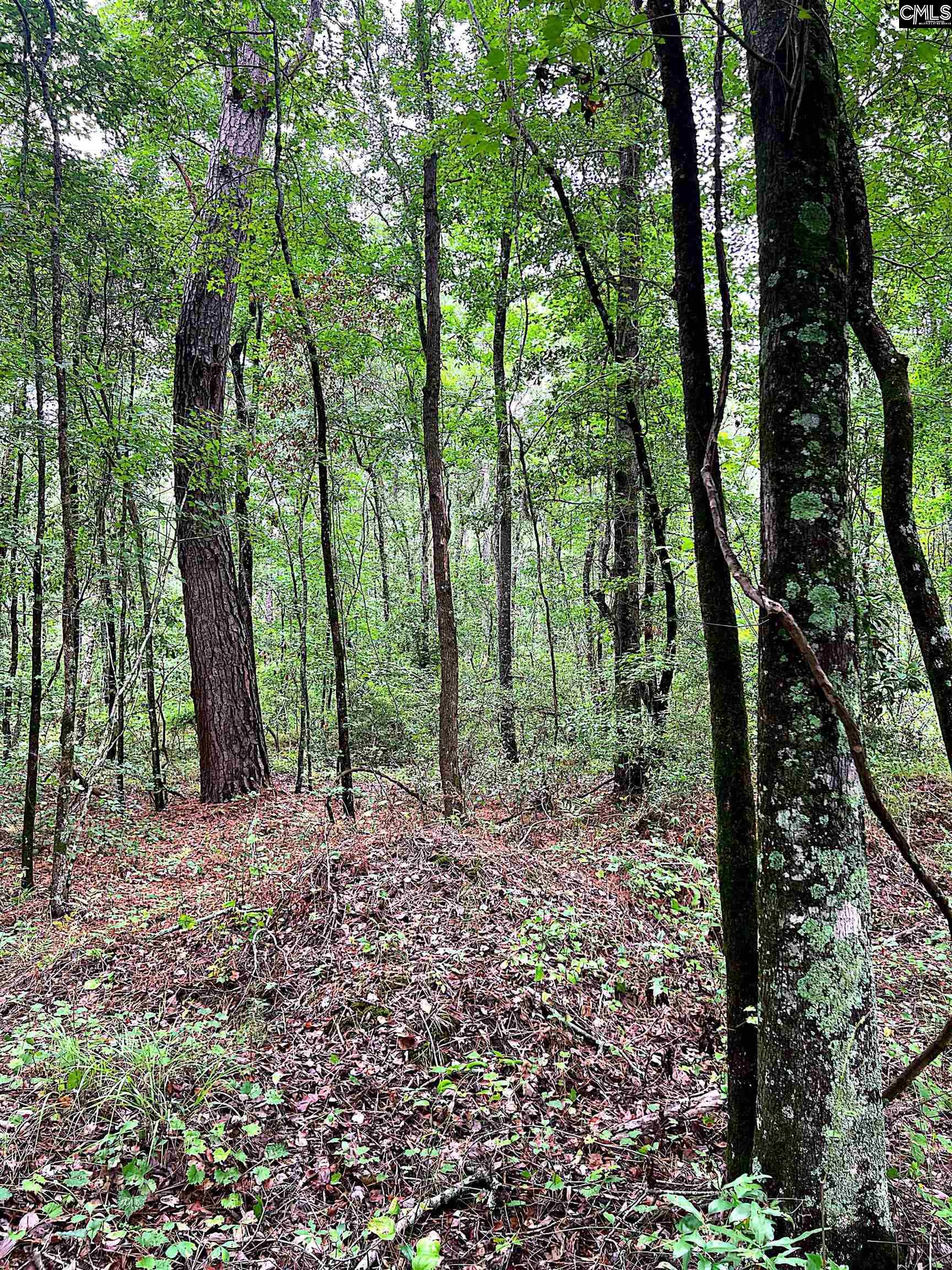 Puddin Swamp Road, Turbeville, South Carolina image 5