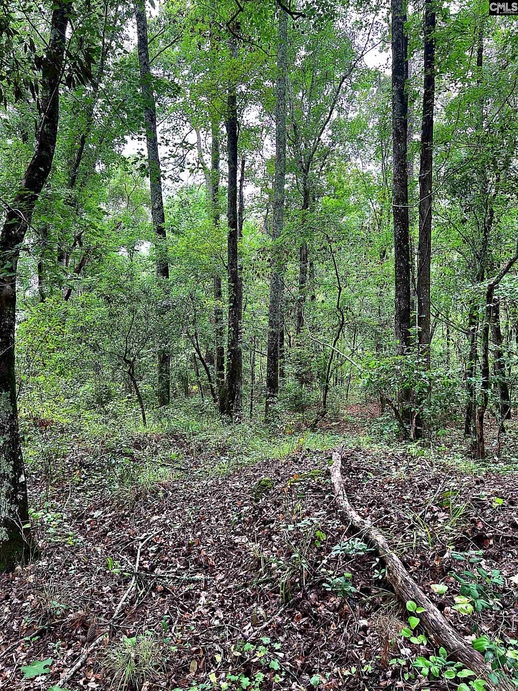 Puddin Swamp Road, Turbeville, South Carolina image 6