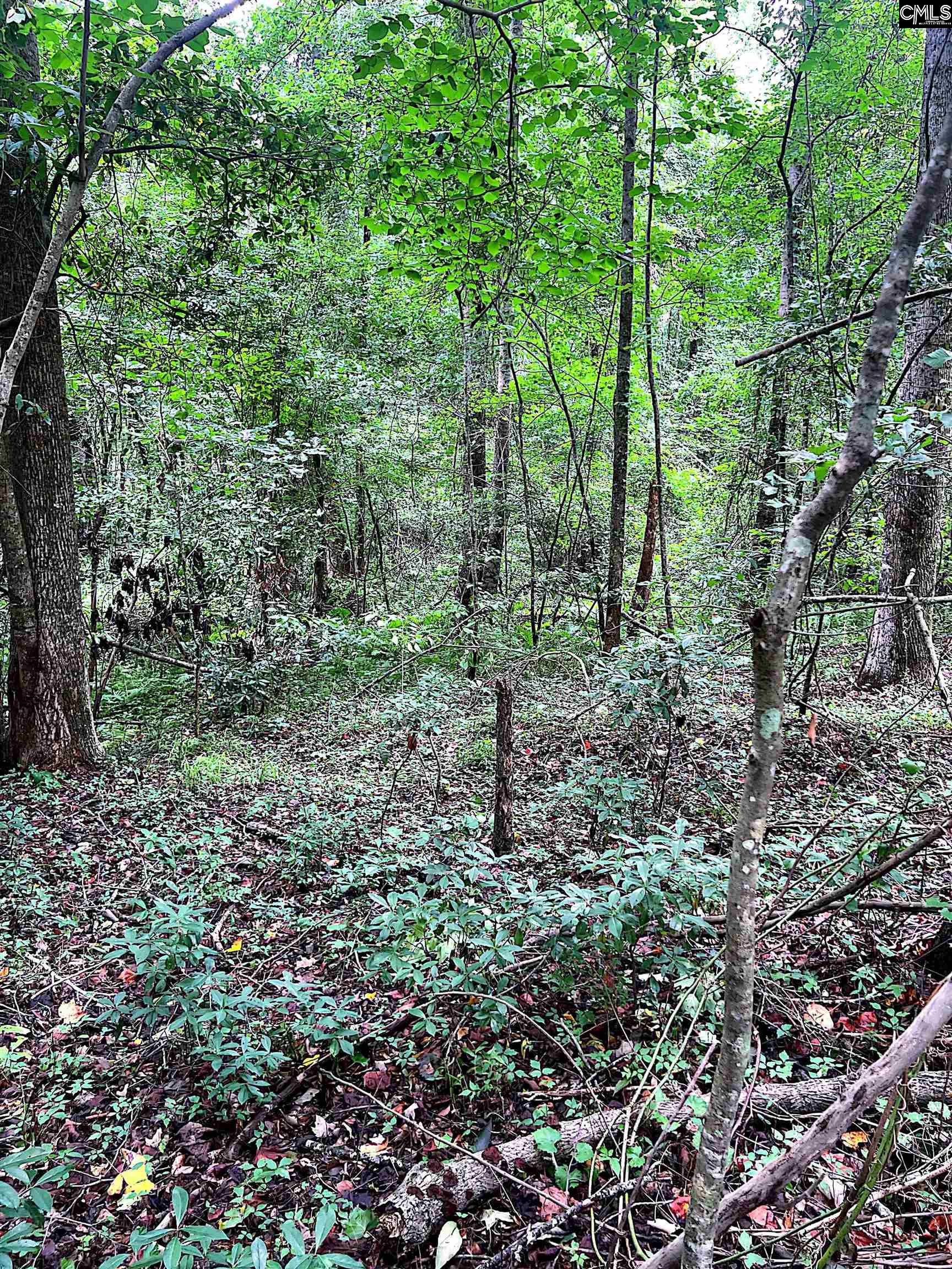 Puddin Swamp Road, Turbeville, South Carolina image 7