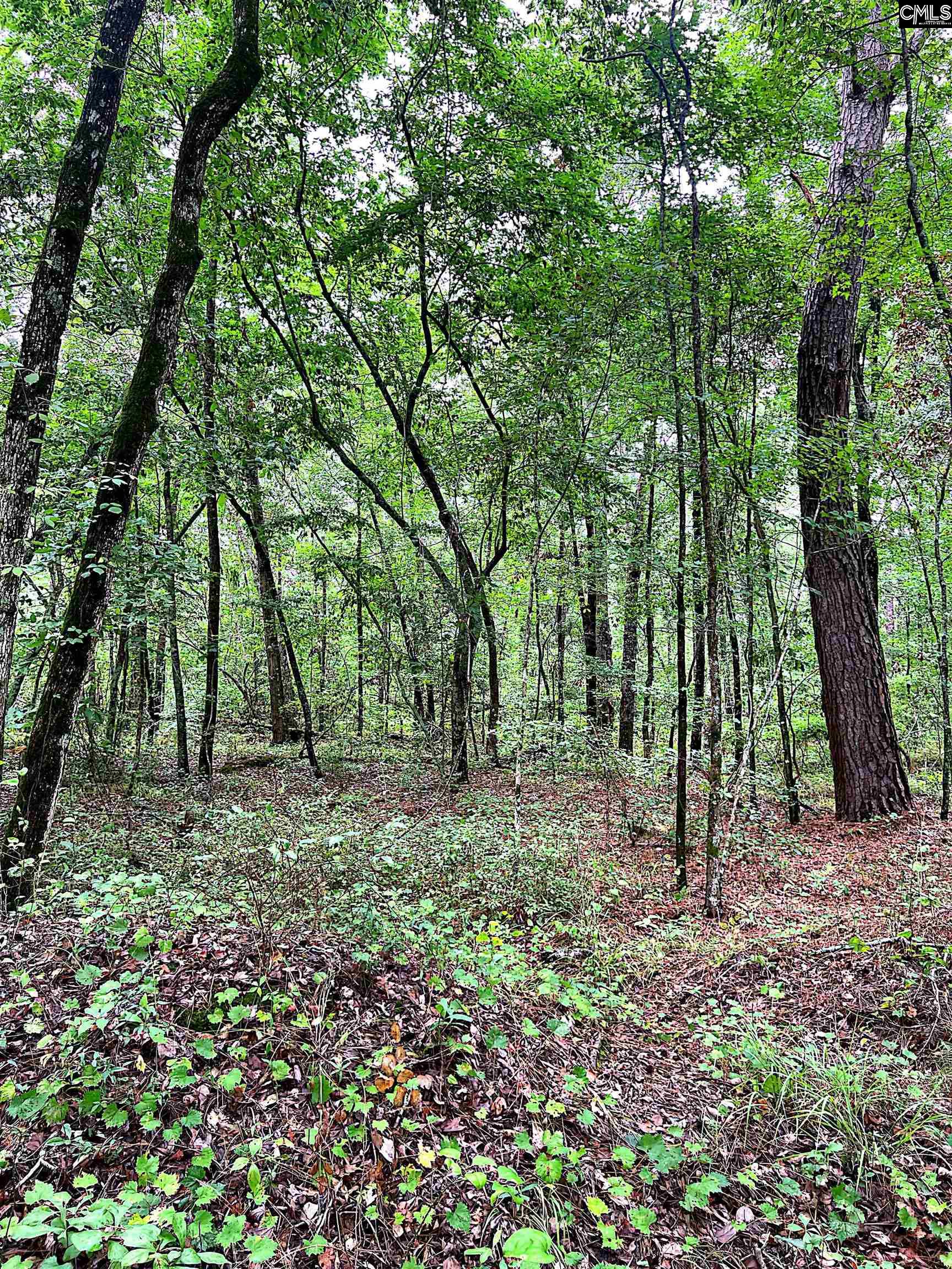 Puddin Swamp Road, Turbeville, South Carolina image 8