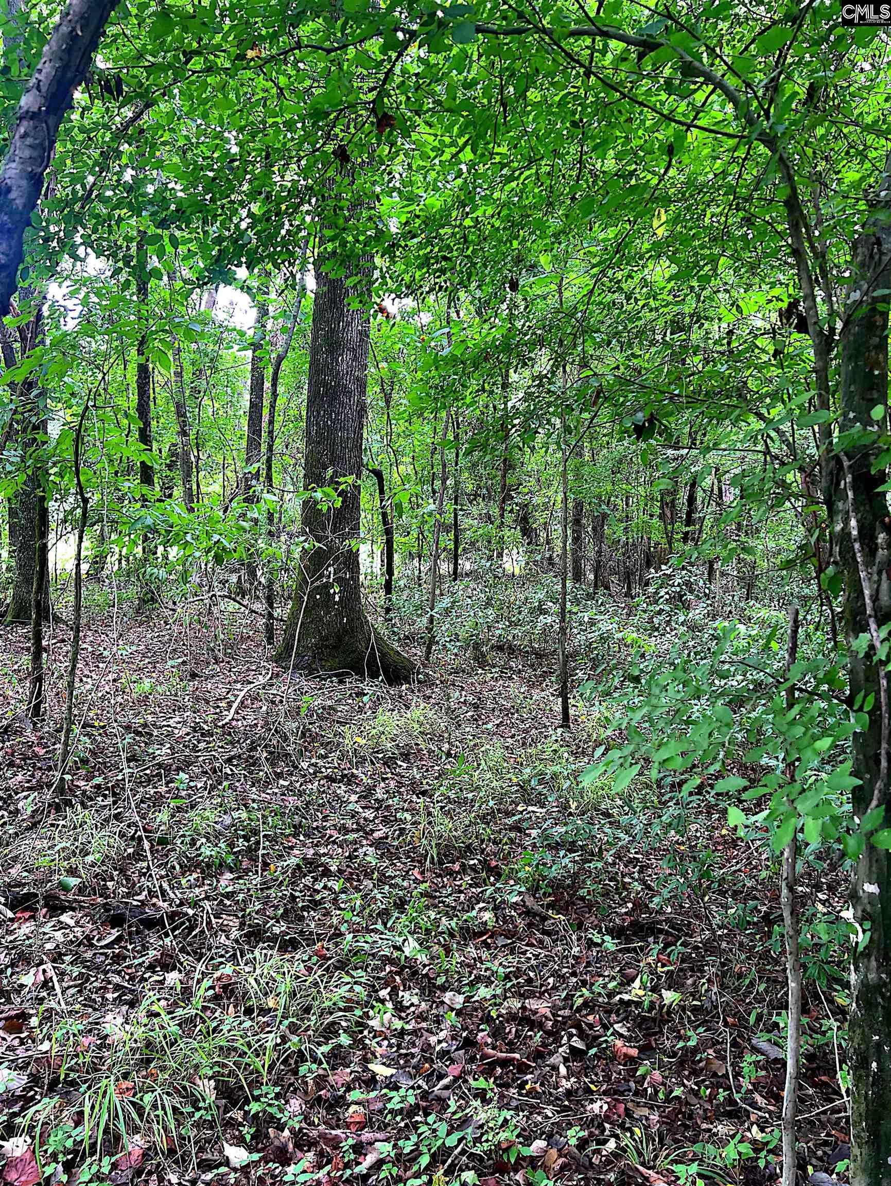 Puddin Swamp Road, Turbeville, South Carolina image 9