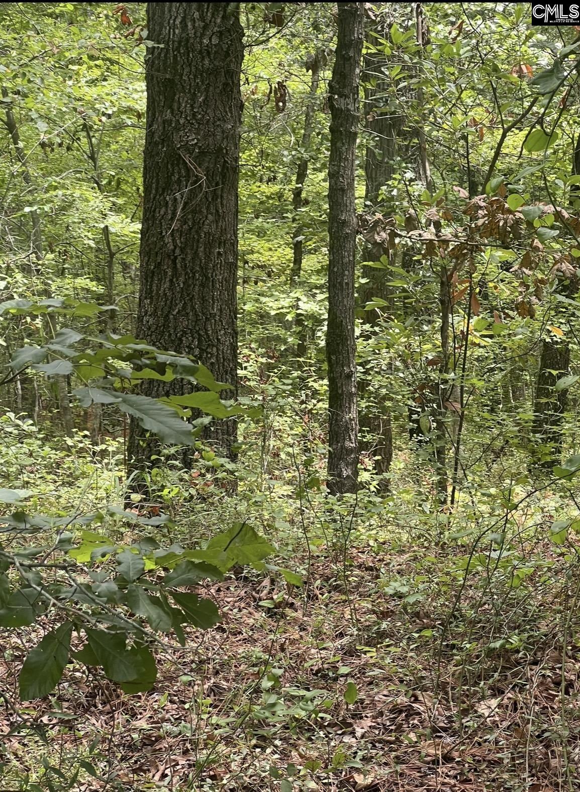 Puddin Swamp Road, Turbeville, South Carolina image 10