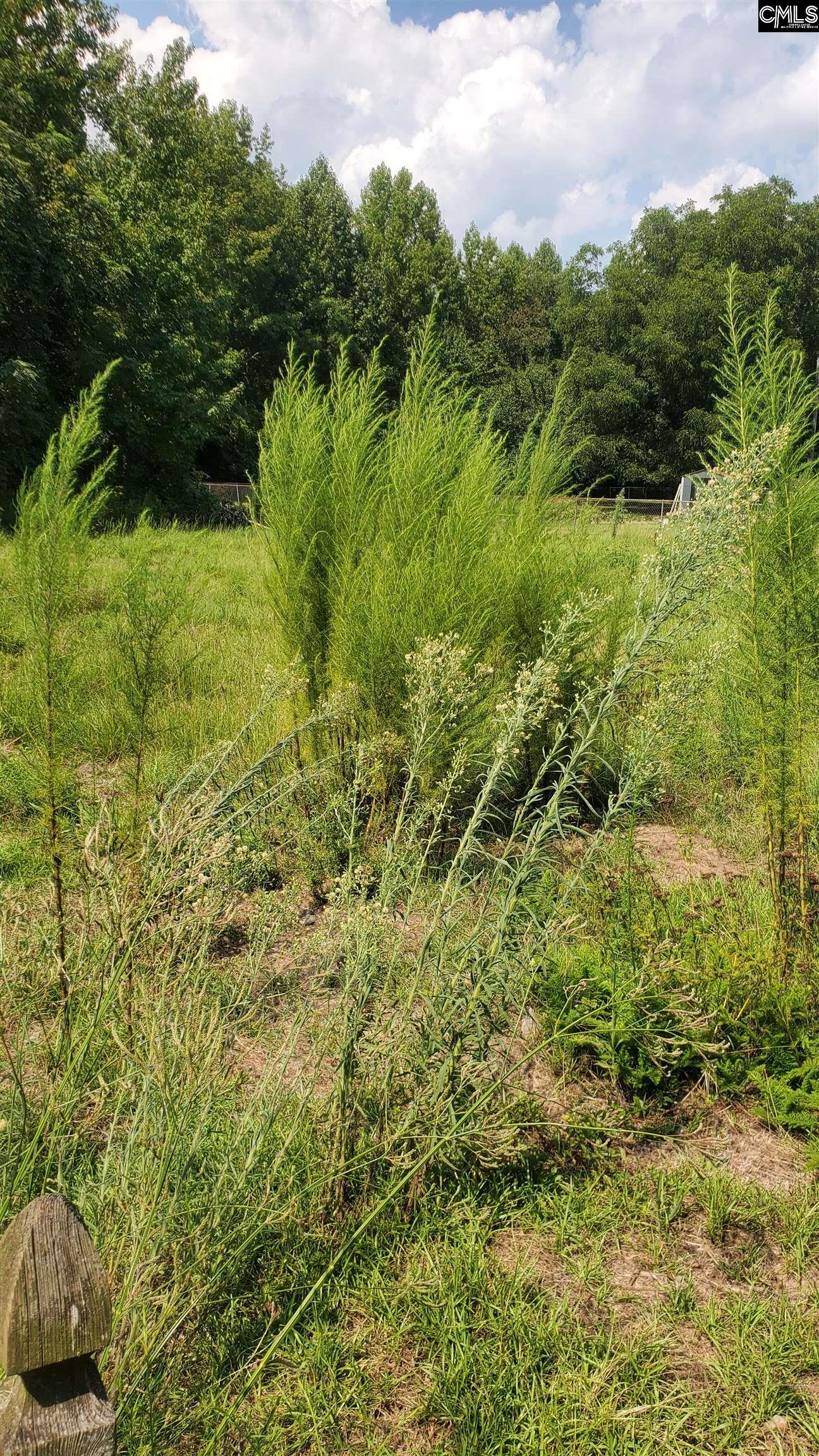 Ardis Road, Pinewood, South Carolina image 3