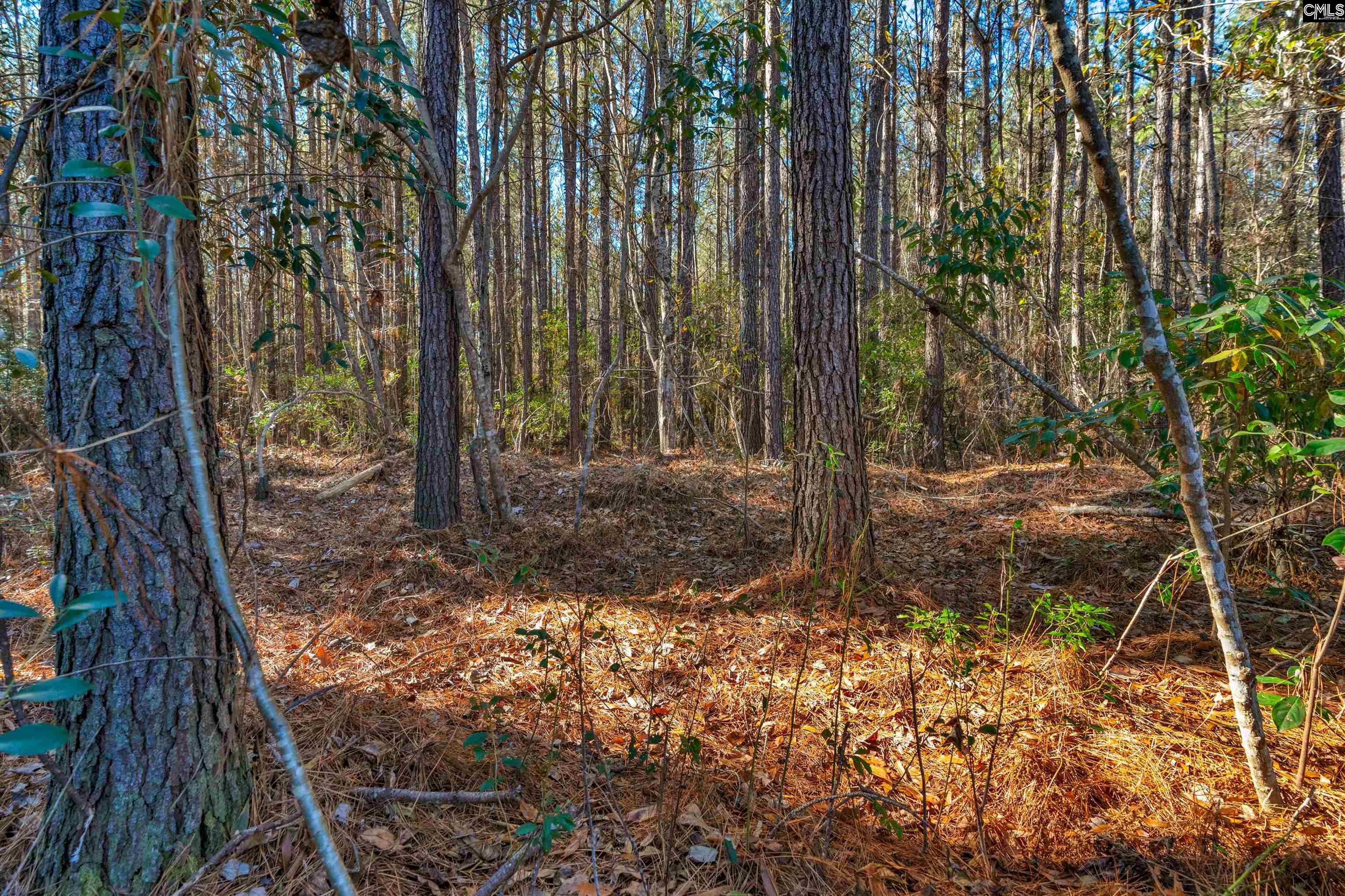 1745 Williams Hill Road #6, Hemingway, South Carolina image 13